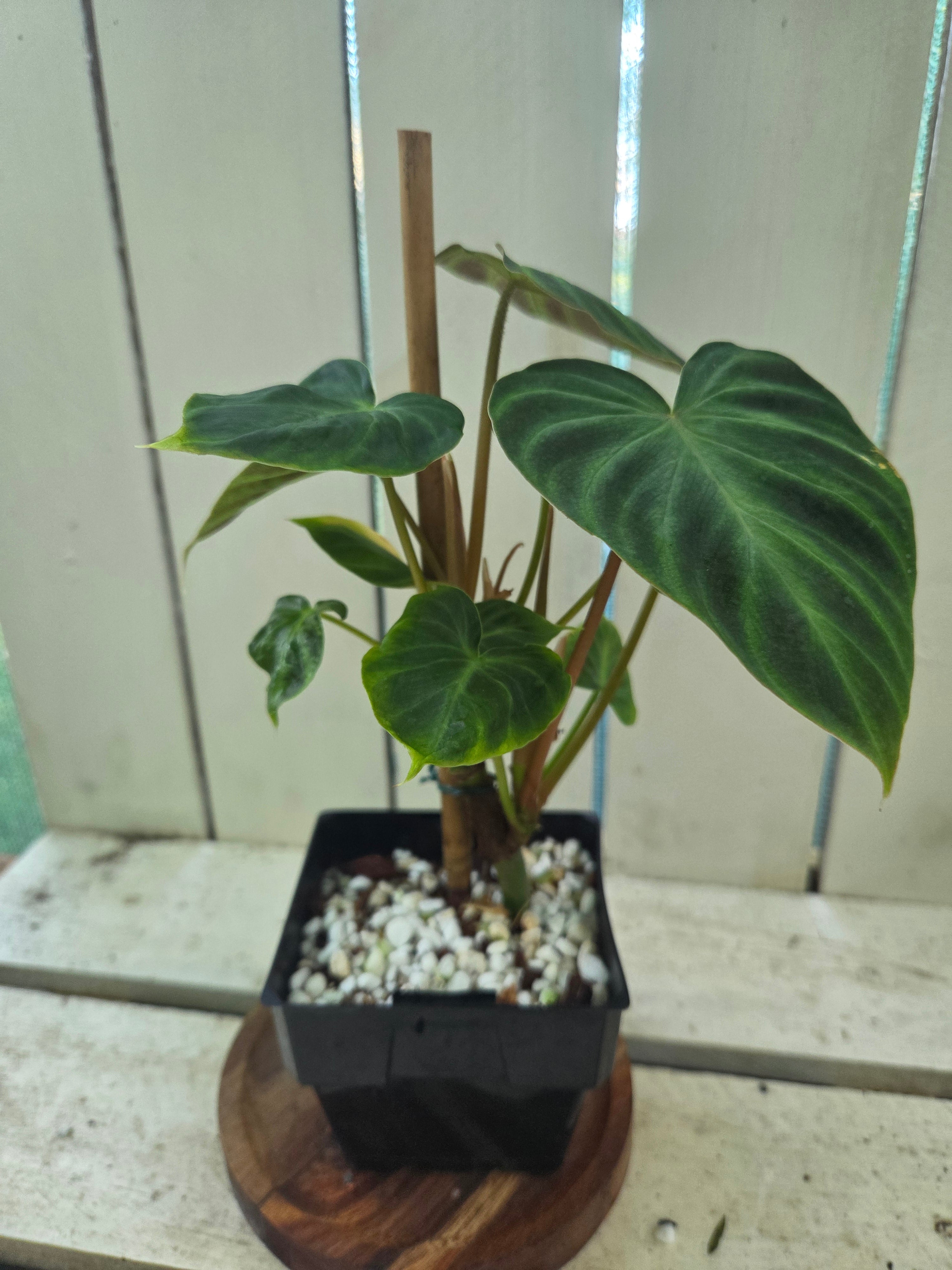 Philodendron Verracosum velvety leaf climbing aroid