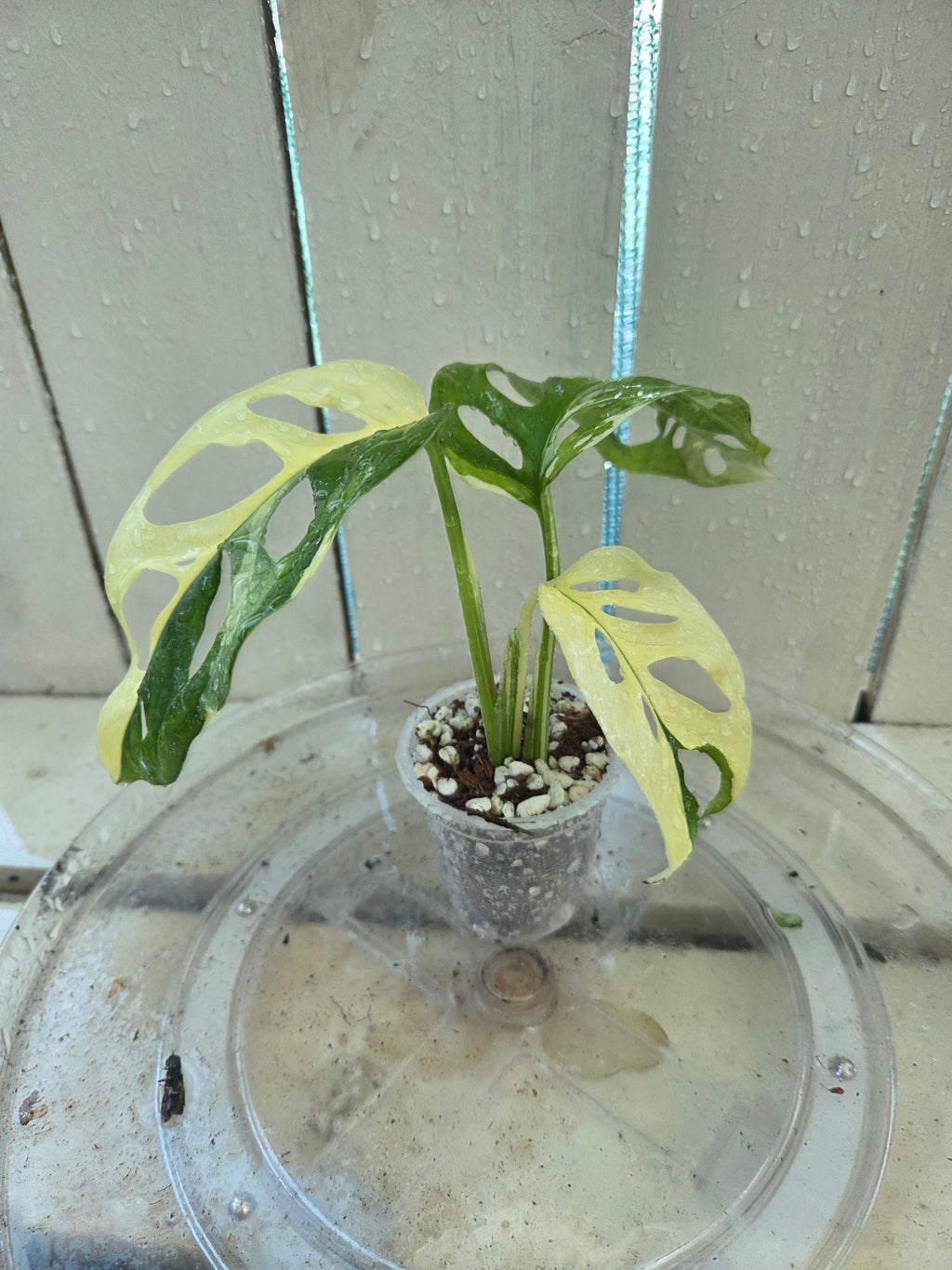 Variegated Monstera Adansonii Baby Botanics