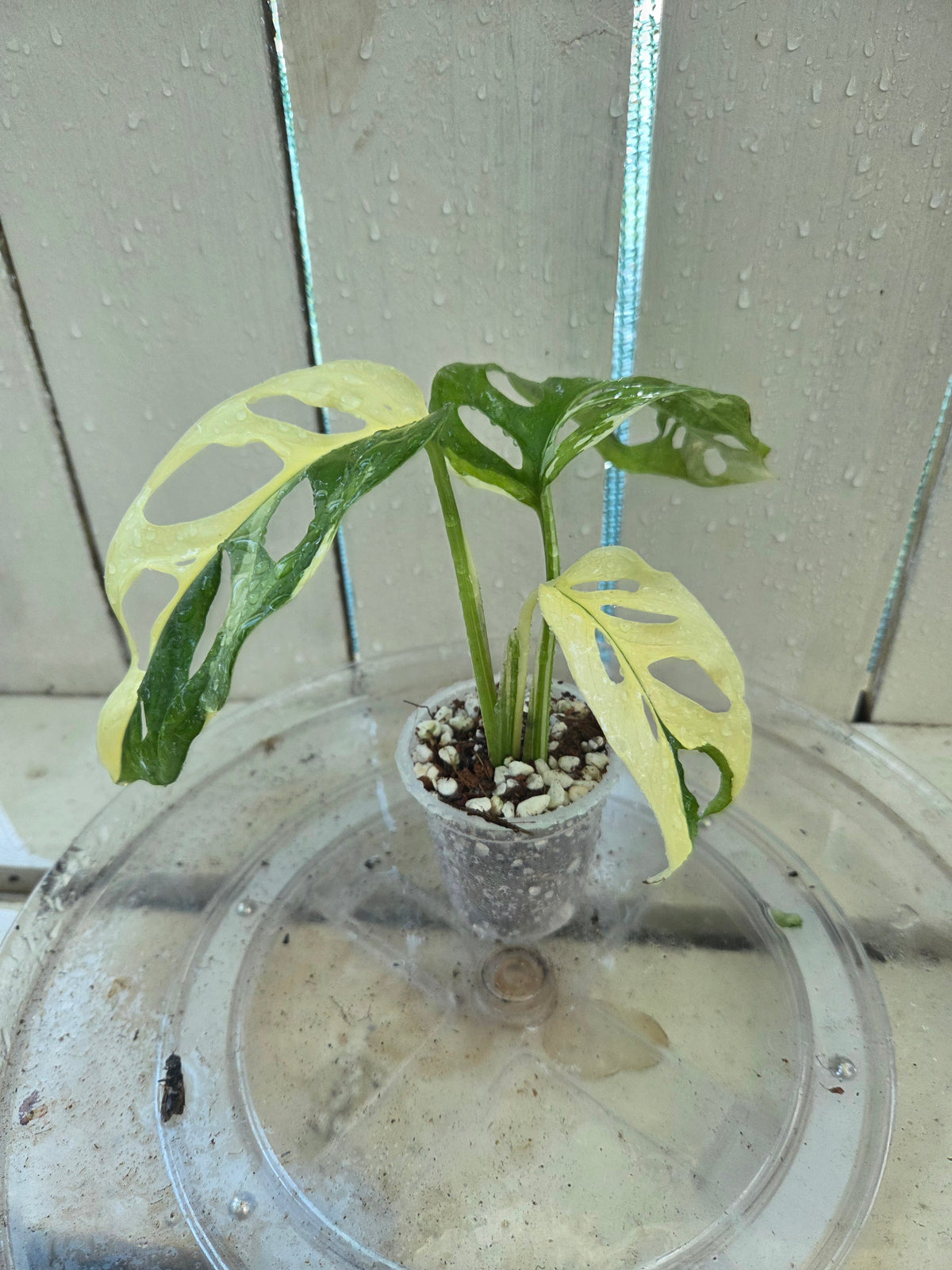 Variegated Monstera Adansonii Baby Botanics