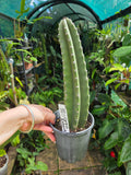 Cereus Repandus 'apple cactus' 🍎 🌵 large