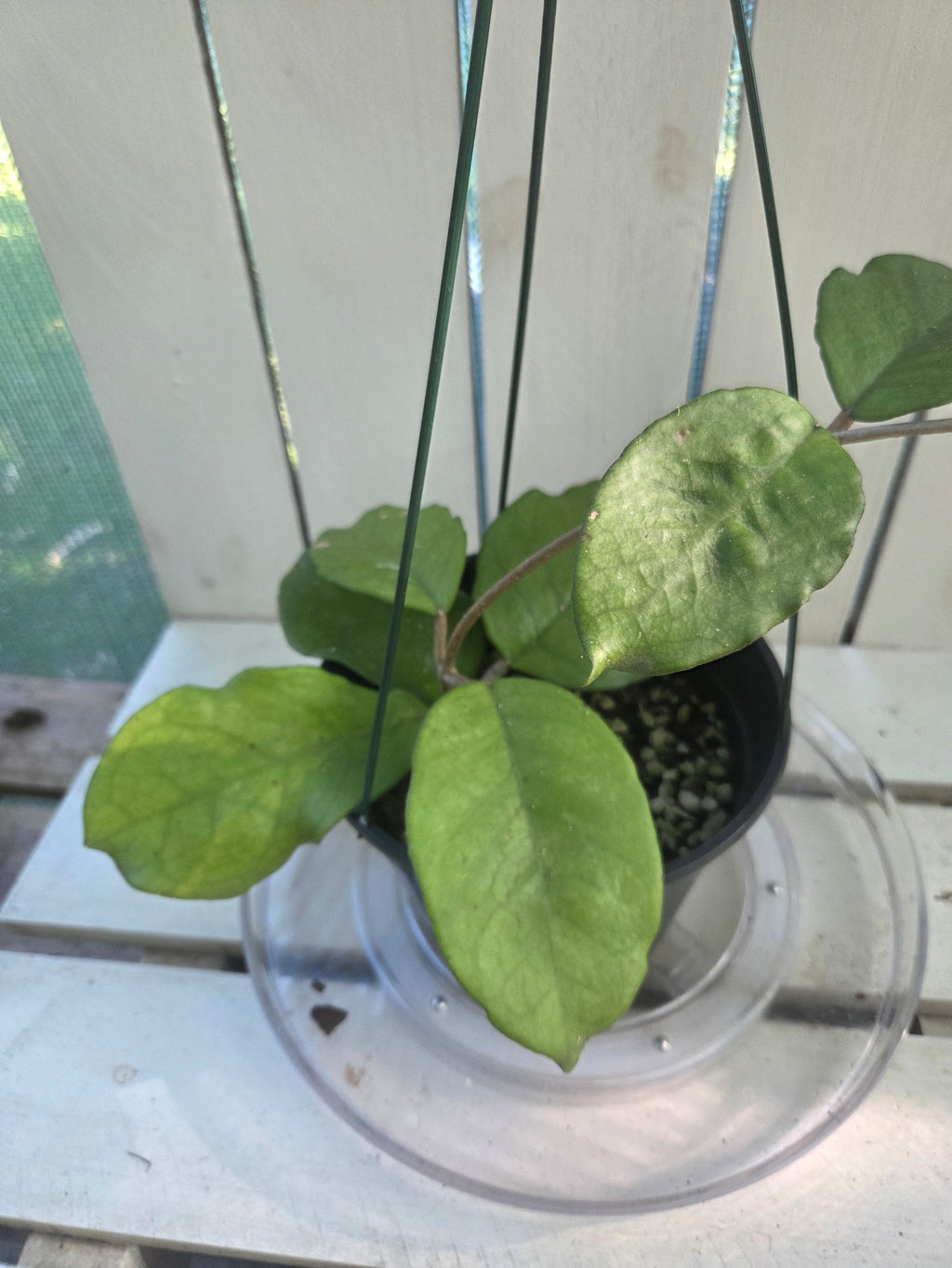 Hoya Fungii