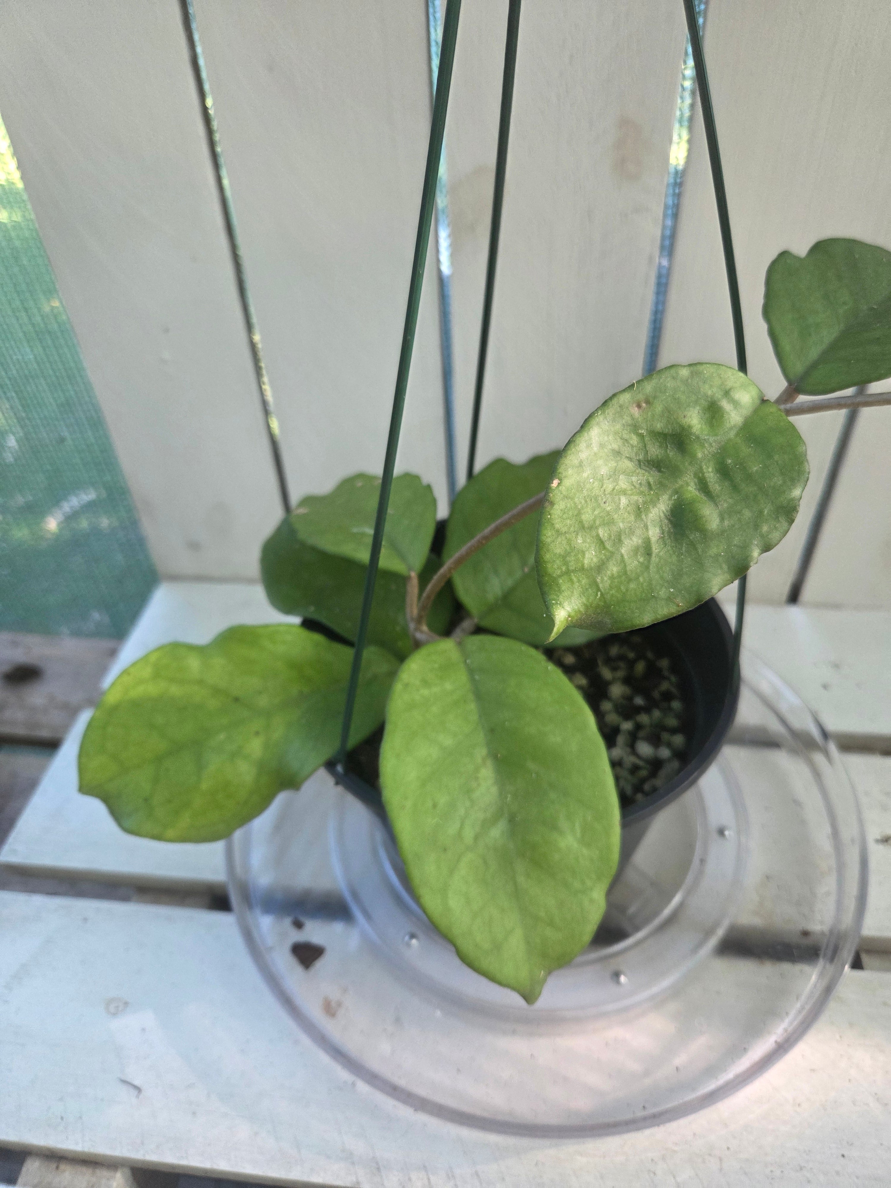 Hoya Fungii