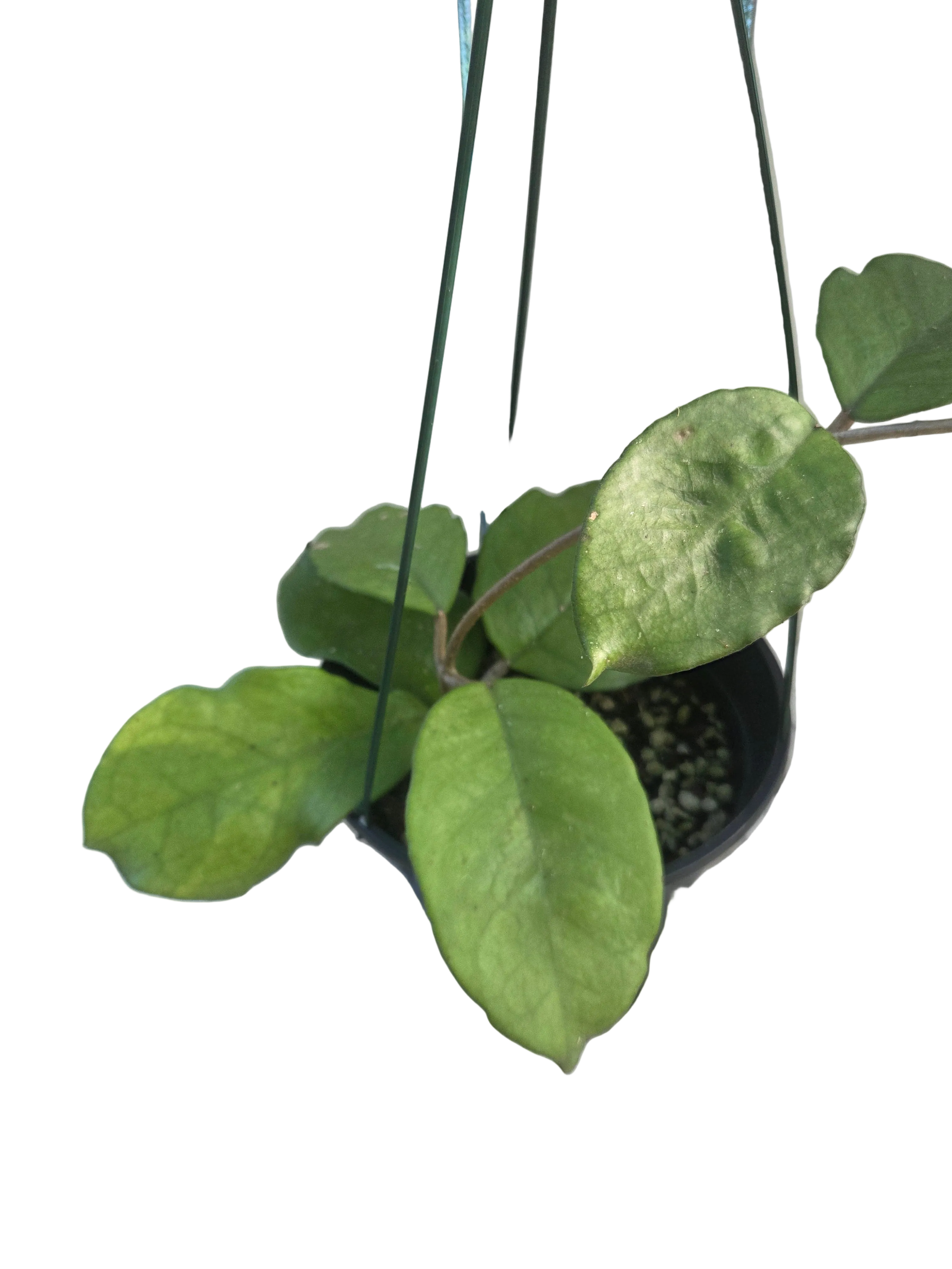 Hoya Fungii