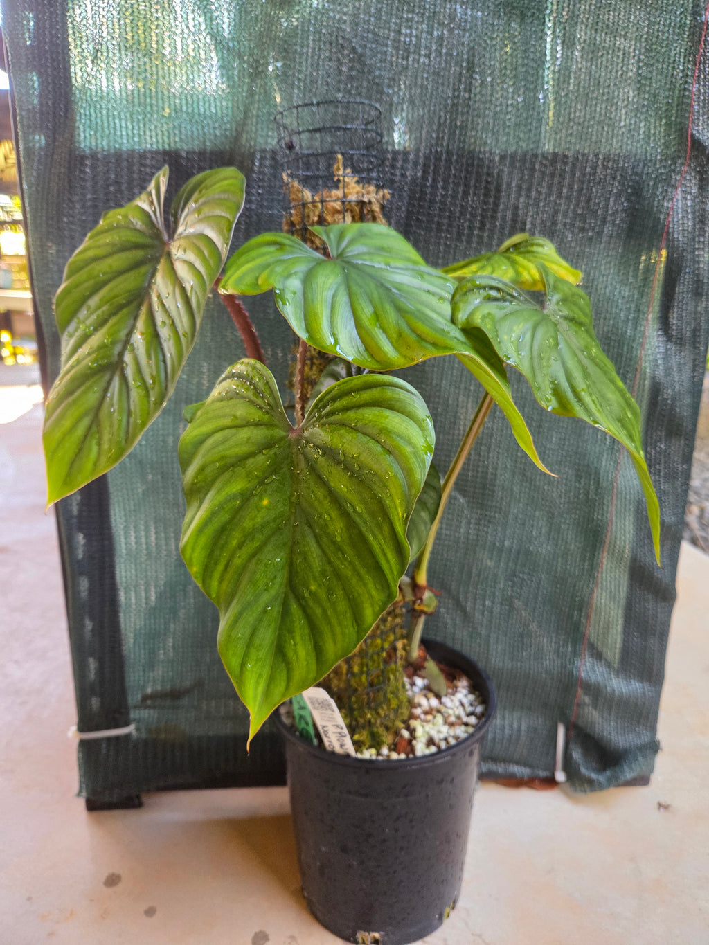 Philodendron Plowmanii Narrow Form