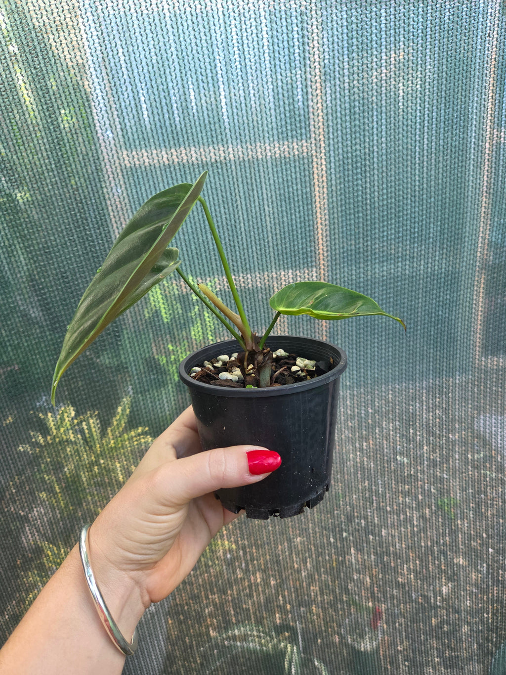Philodendron Esmeraldense rare indoor plant ripple leaves