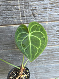 Anthurium Clarinervium