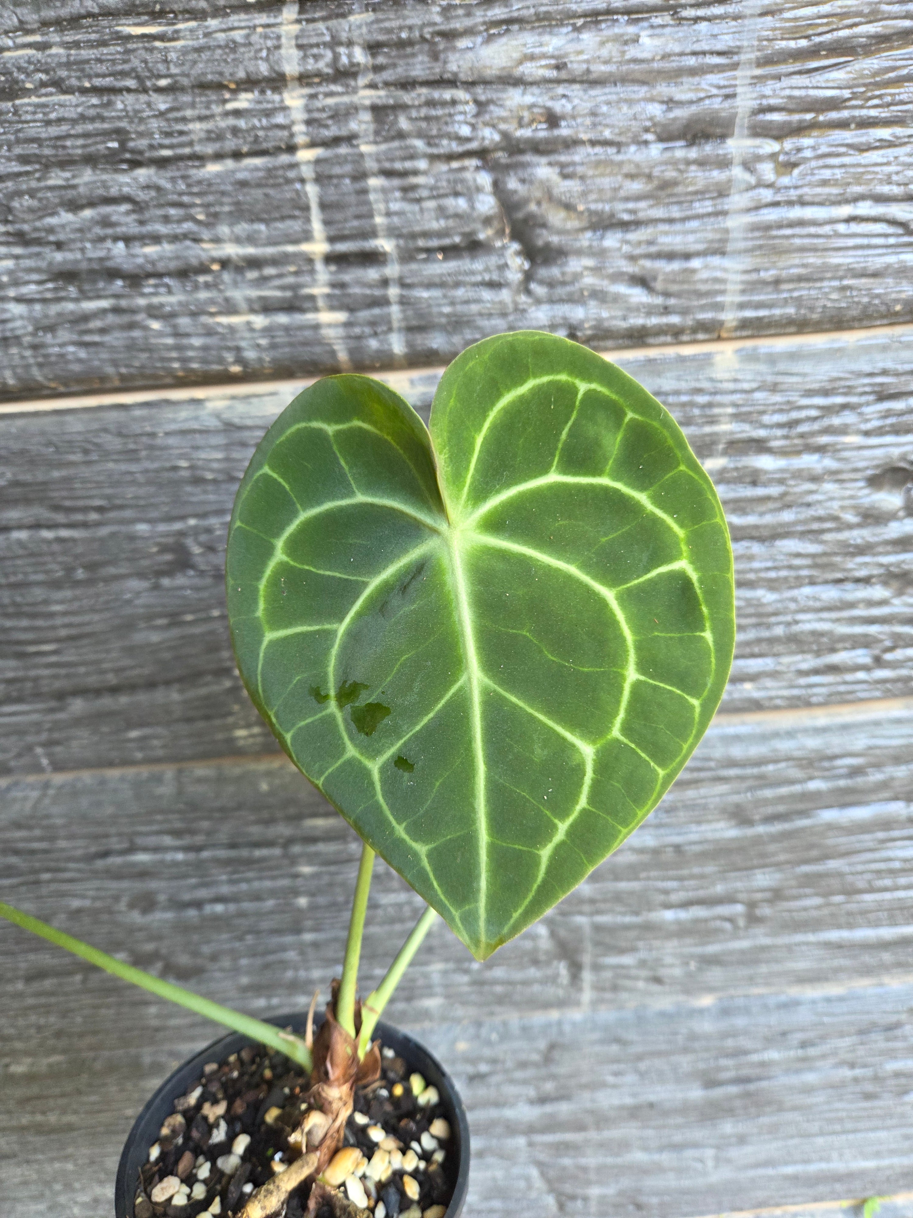 Anthurium Clarinervium