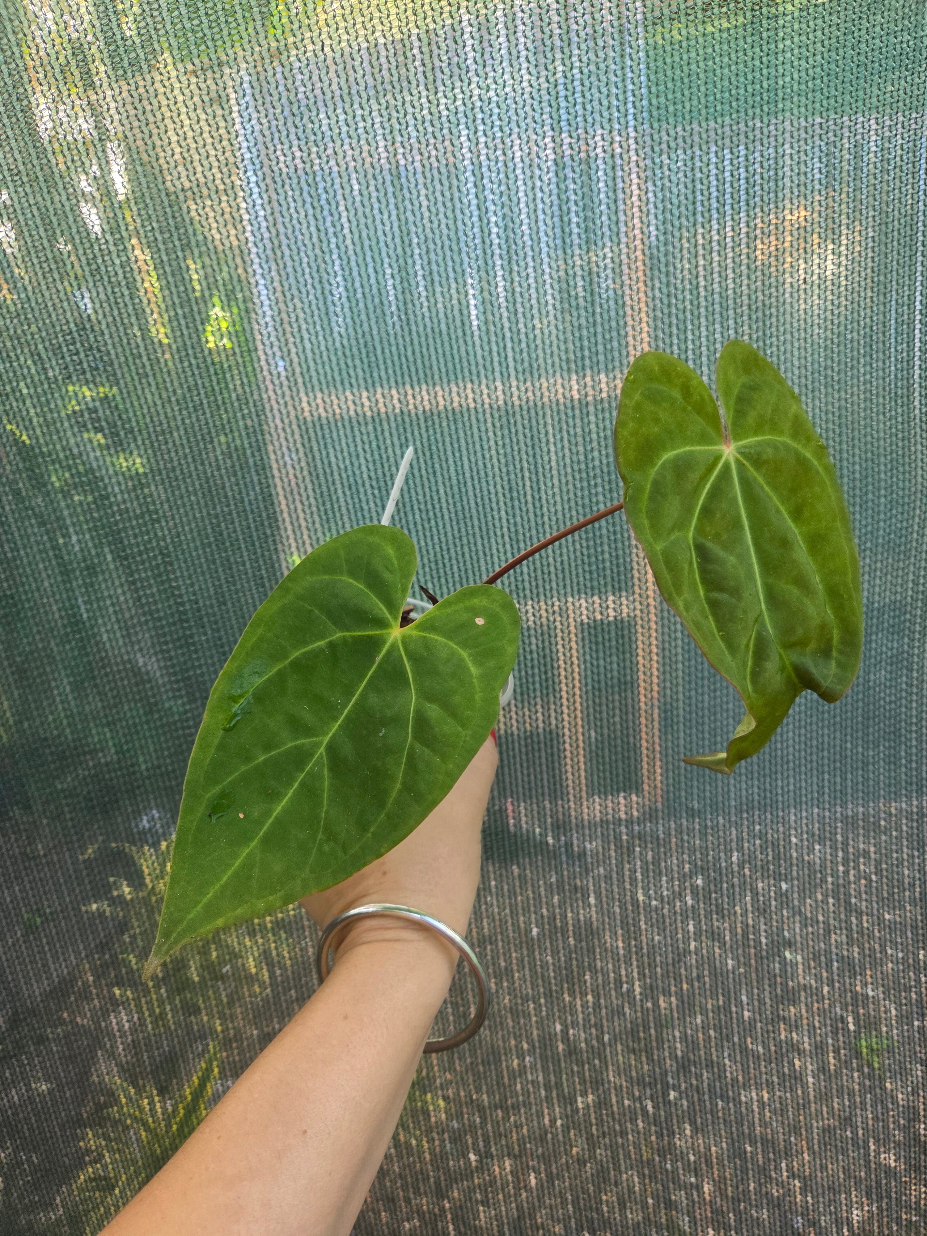 Anthurium Veitchii x Crystallinum indoor / Shade plant RARE
