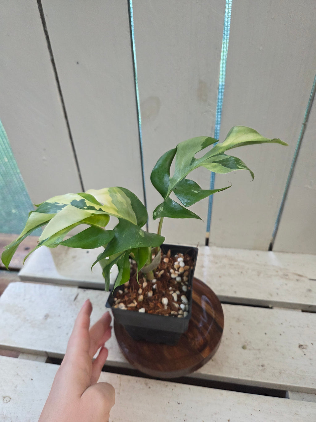 Rhaphidophora Tetrasperma Variegata aka Variegated mini Monstera rare indoor plant