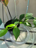Hoya Polyneura Green fishtail hoya