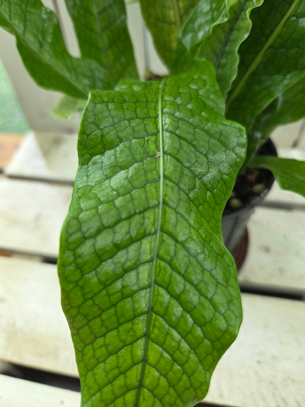Microsorum musifolium aka The Crocodile Fern