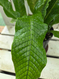 Microsorum musifolium aka The Crocodile Fern