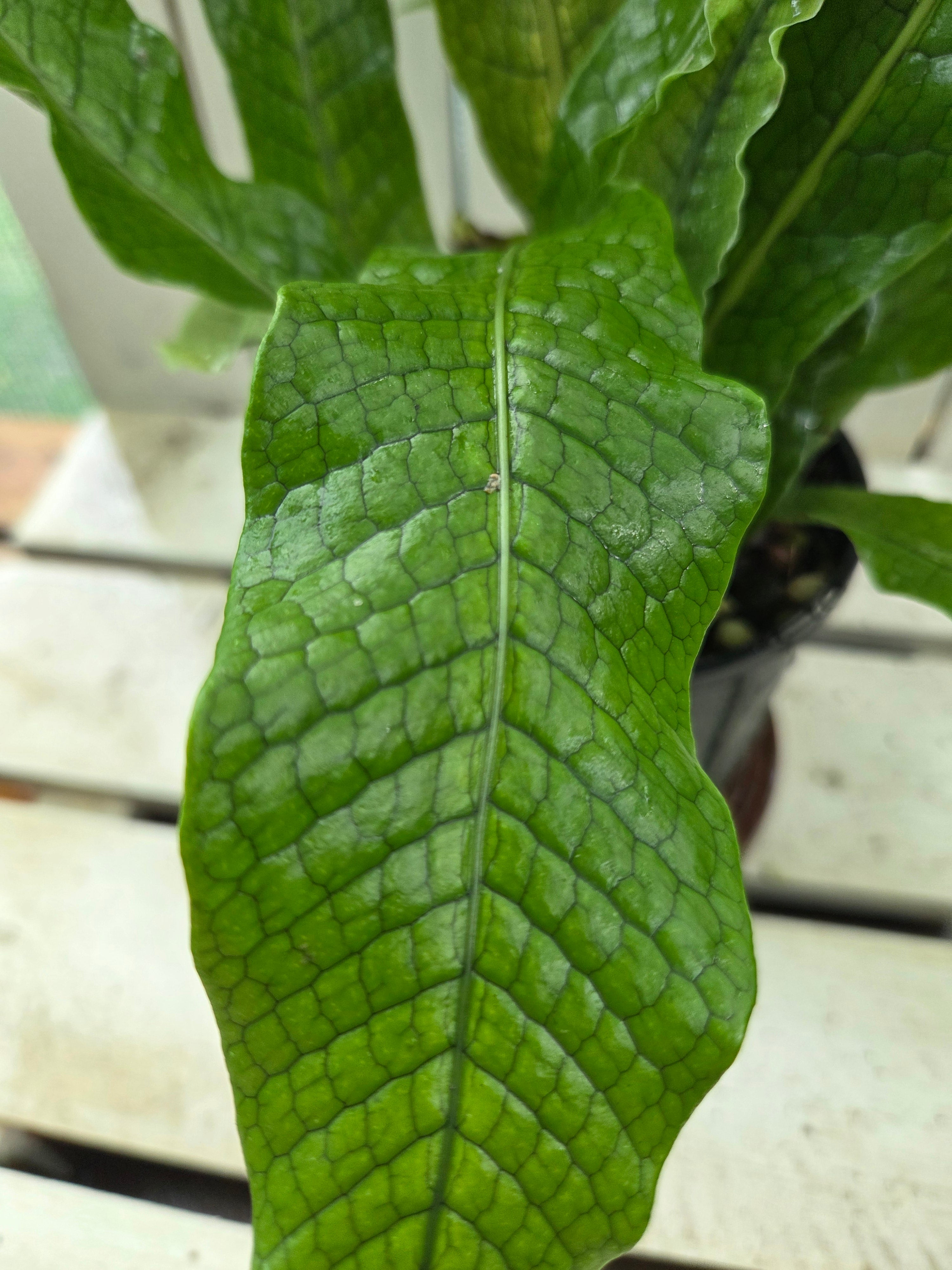 Microsorum musifolium aka The Crocodile Fern