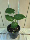 Philodendron Camposportoanum