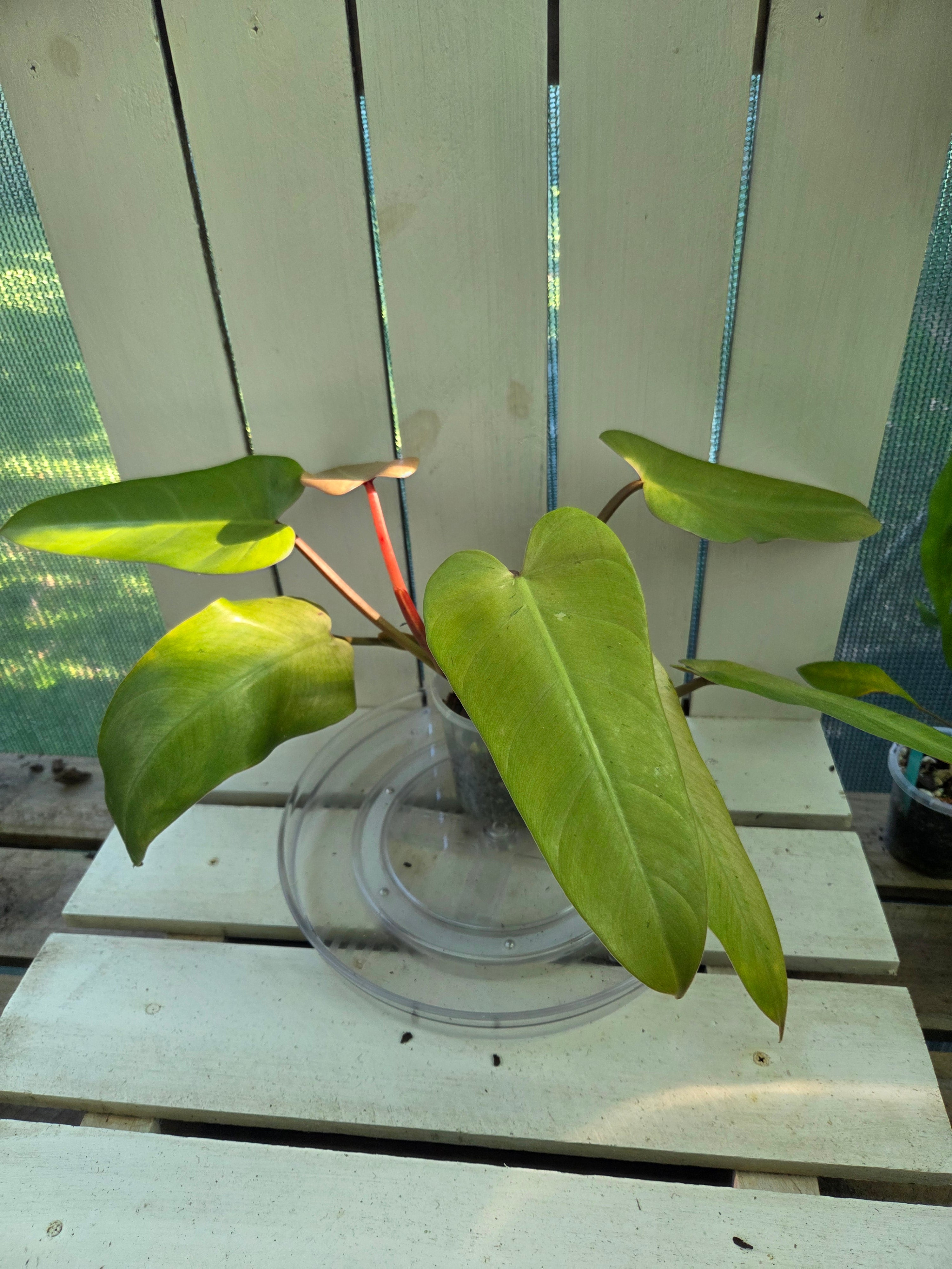 Philodendron Whipple Way