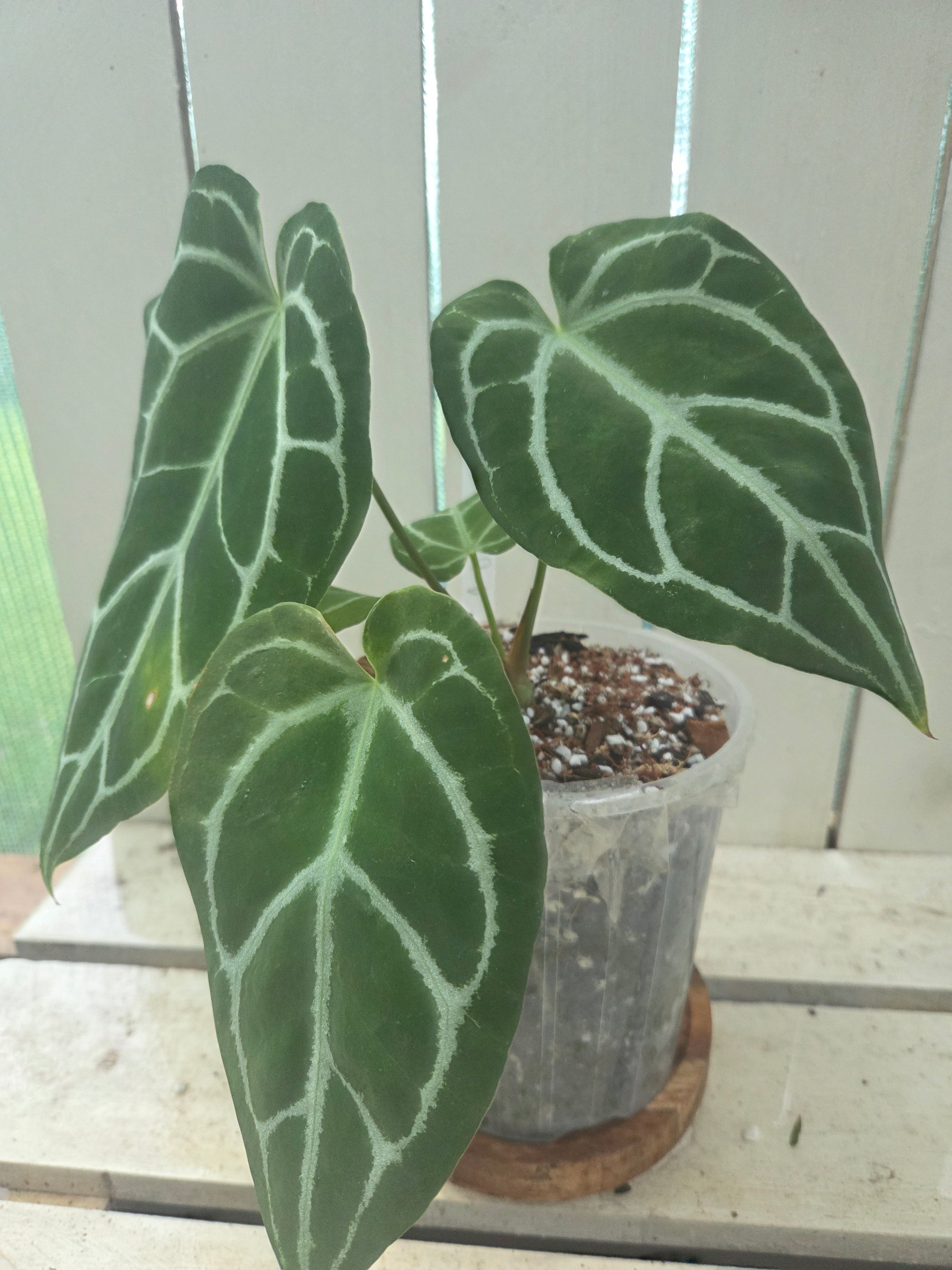 Anthurium Dark Crystallinum 145mm pot RARE - imperfections ✨️