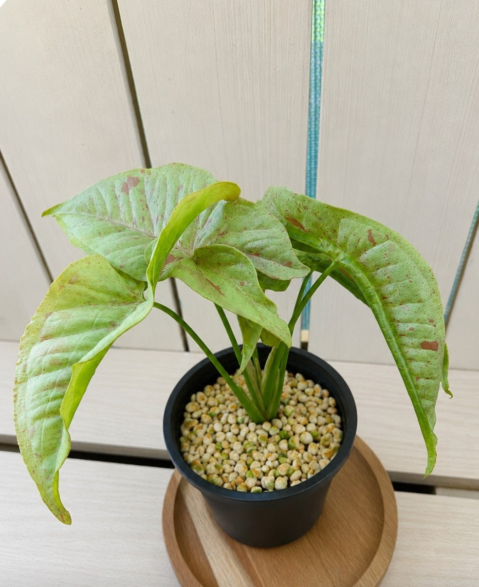 Syngonium Confetti 🎊 variegated indoor plant 90 mm pot
