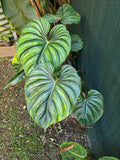 Repot large plant under 300ml
