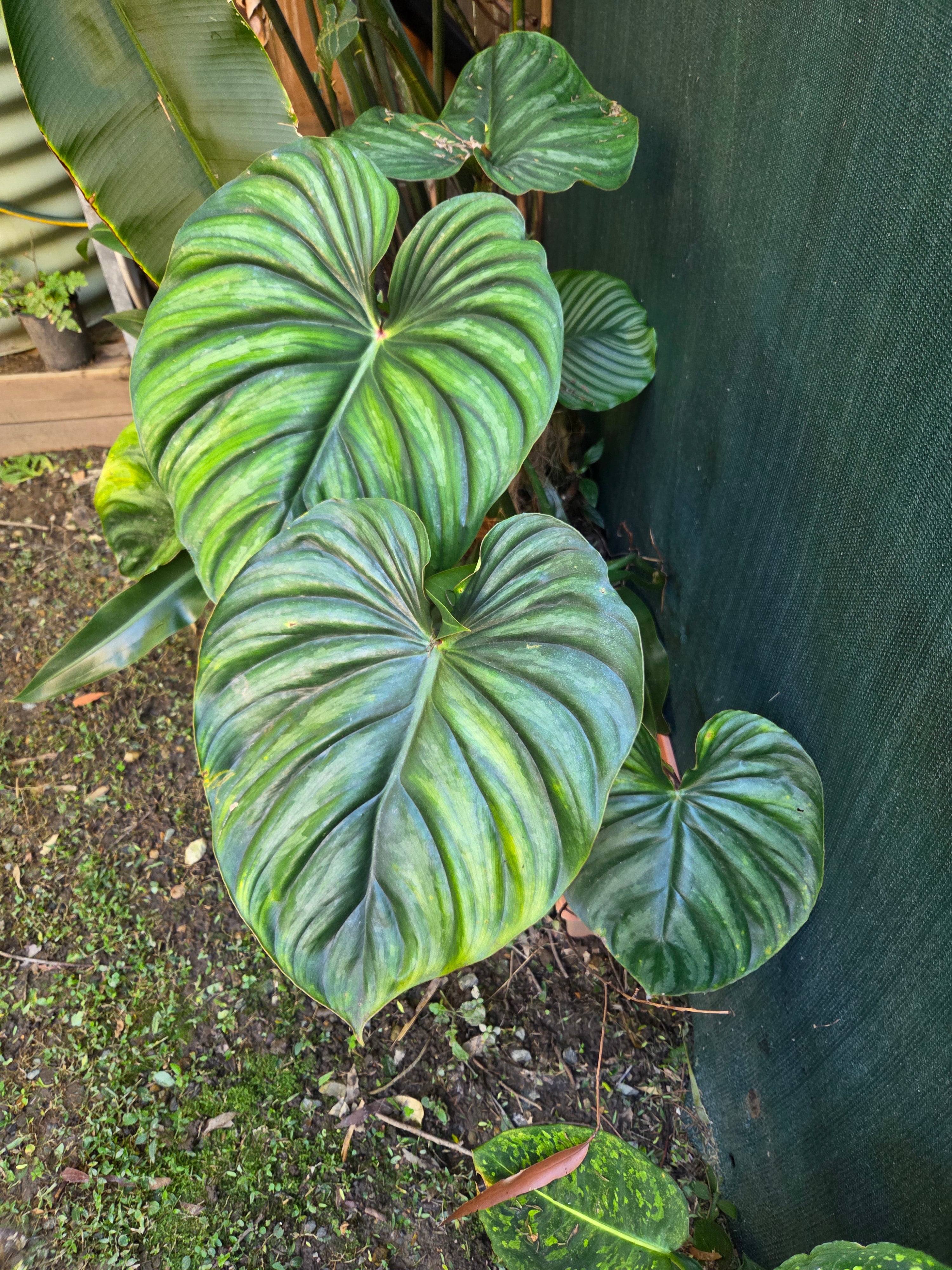 Repot large plant under 300ml