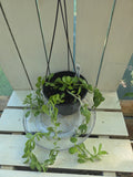 Seneco Jacobsenii aka trailing jade