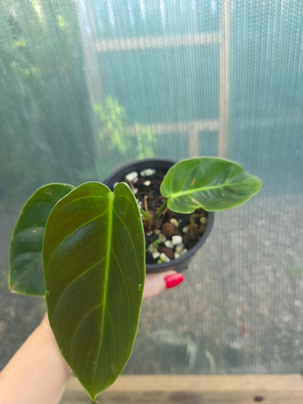 Philodendron Esmeraldense rare indoor plant ripple leaves