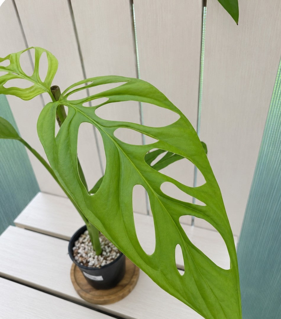 Monstera Esqueleto 90mm pot rare indoor plant - climbing aroid