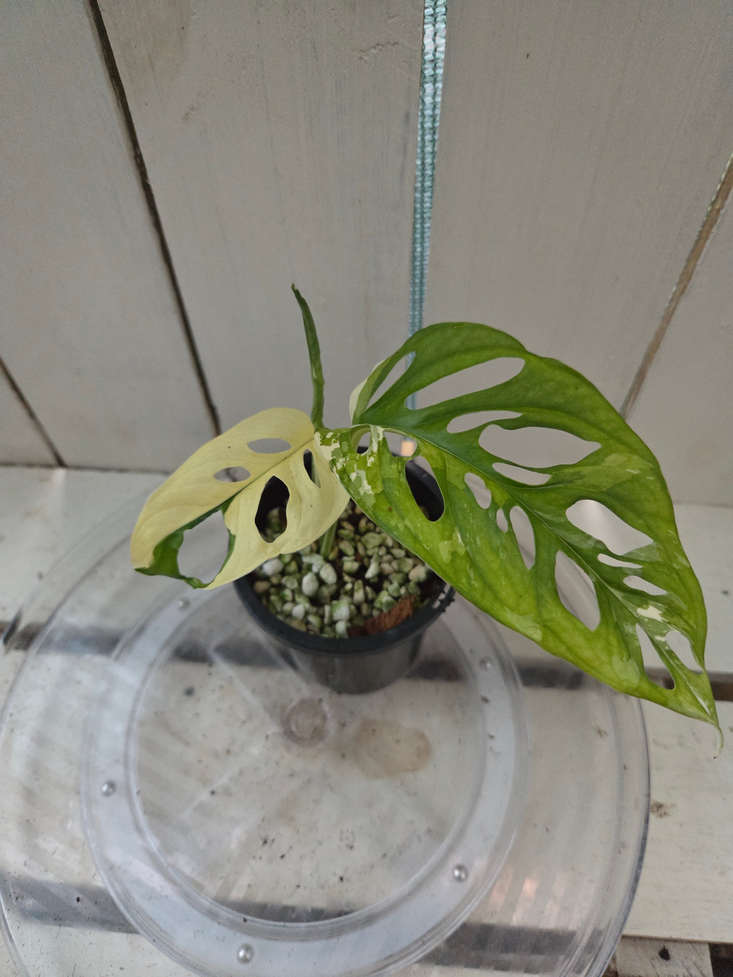 Variegated Monstera Adansonii