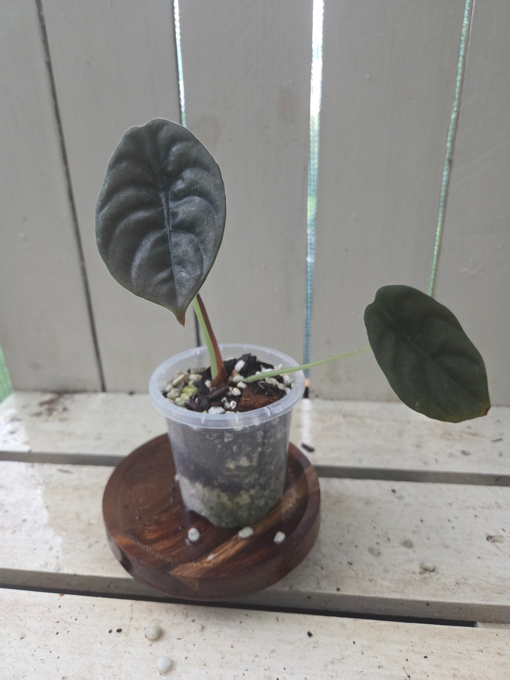 Alocasia Cuprea Red Secret