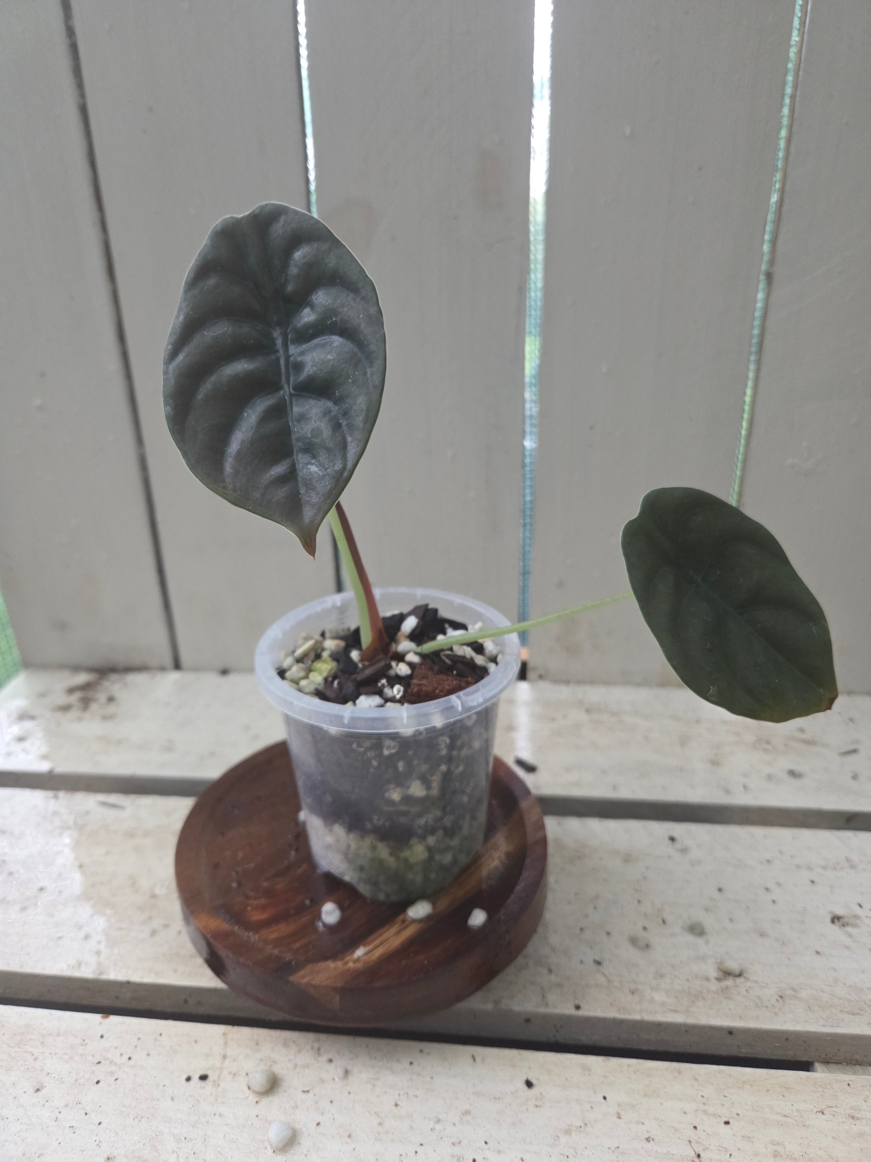 Alocasia Cuprea Red Secret