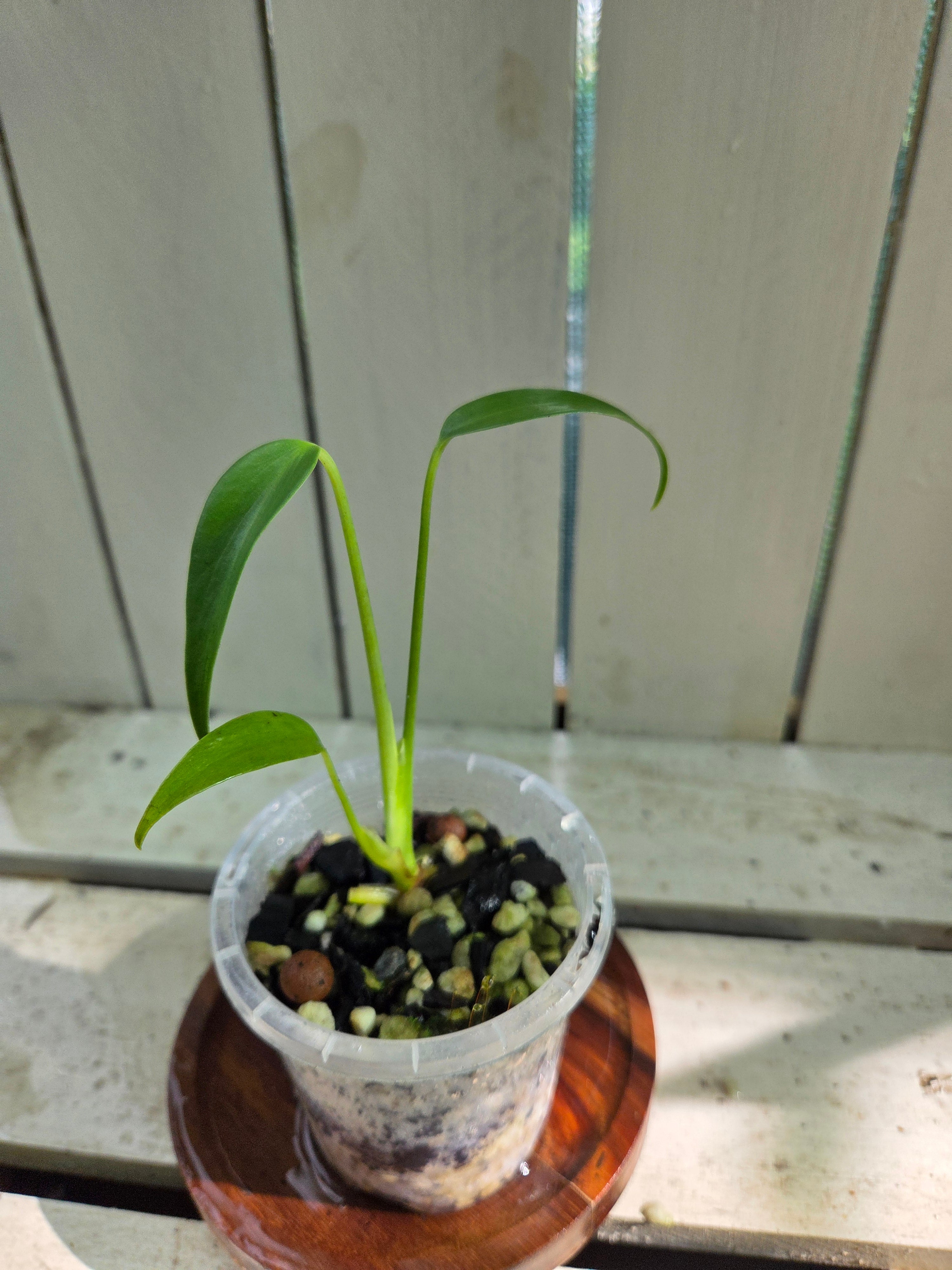 Monstera Burle Marx Flame RARE indoor plant! COLLECTORS ITEM