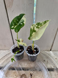 Variegated Alocasia Macrorrhiza Babies