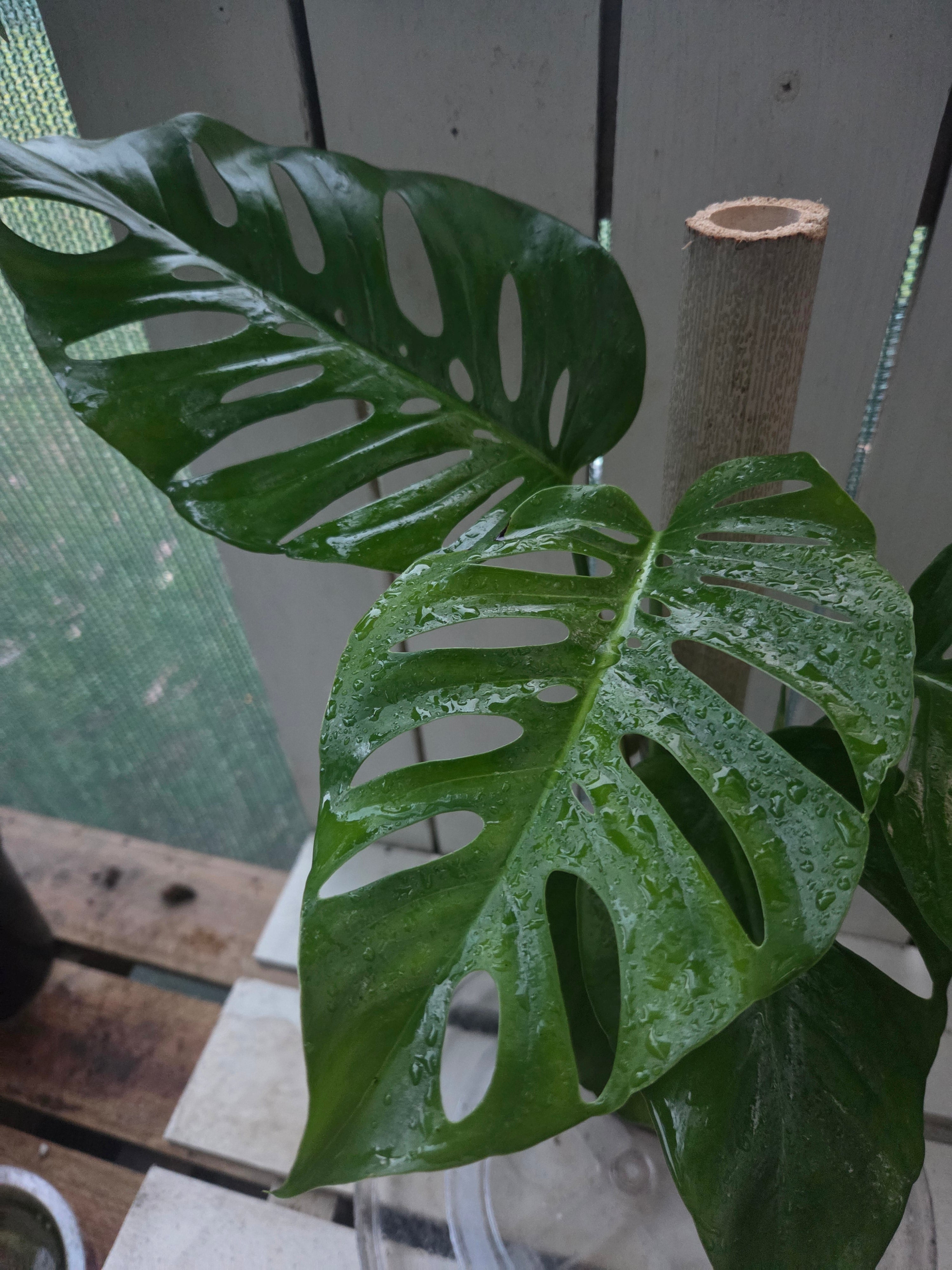 Monstera Uno if Uno you know