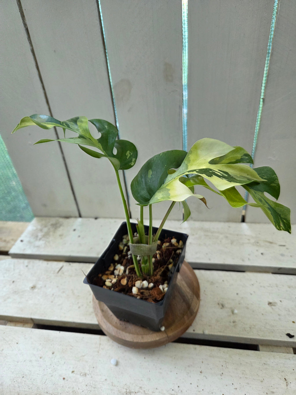 Rhaphidophora Tetrasperma Variegata aka Variegated mini Monstera rare indoor plant