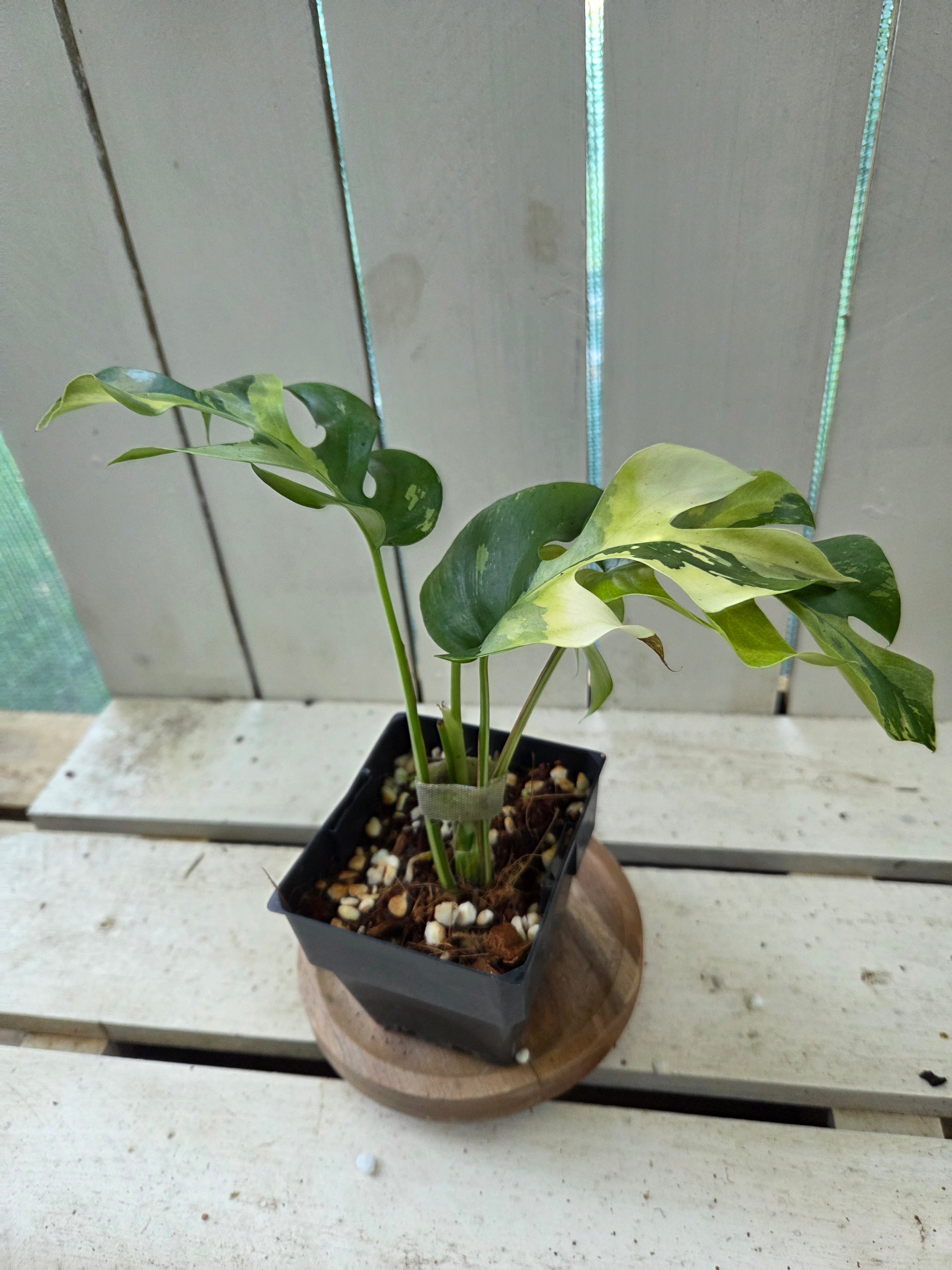 Rhaphidophora Tetrasperma Variegata aka Variegated mini Monstera rare indoor plant