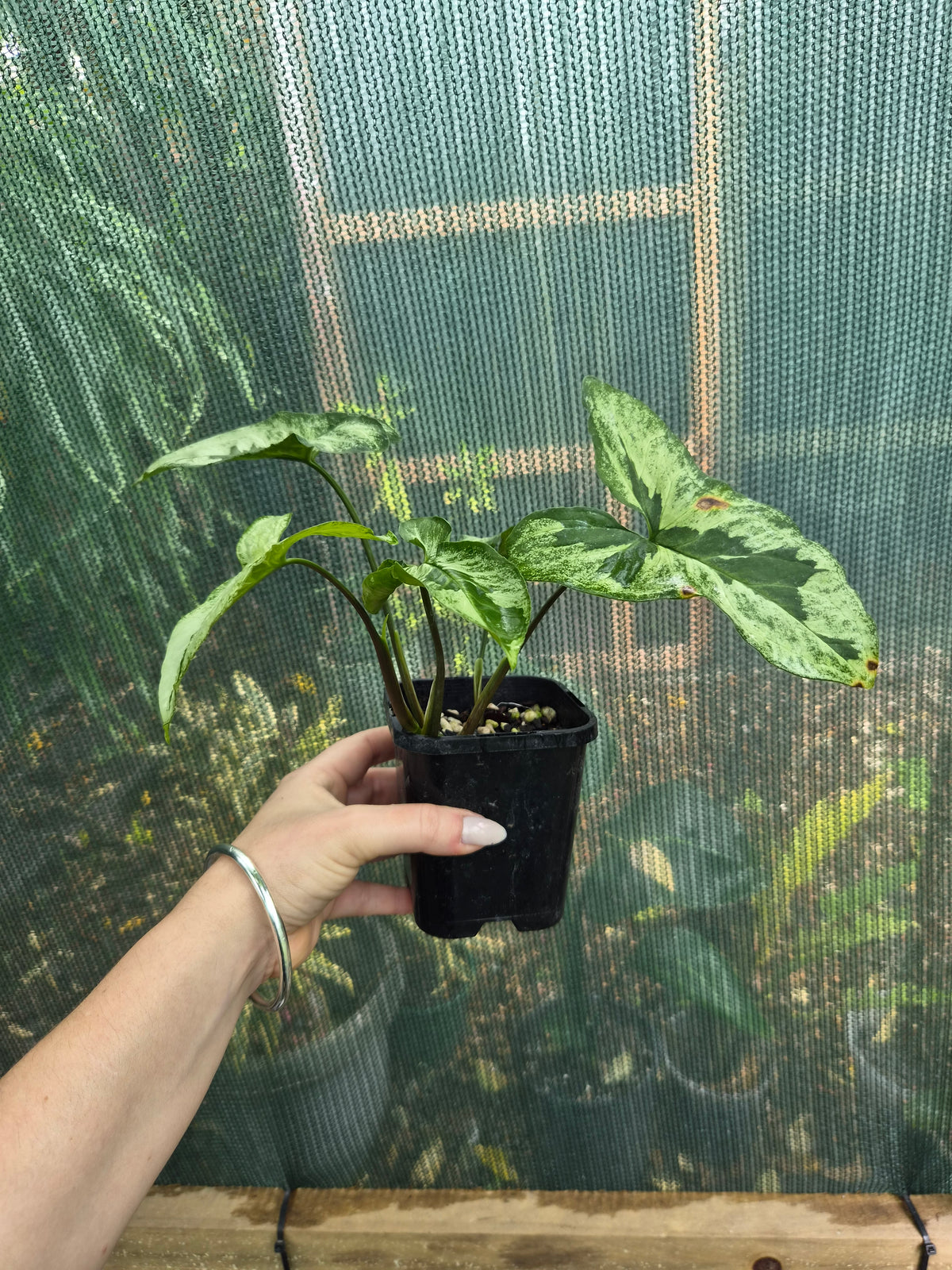 Syngonium Three Kings uncommon Syngonium aroid