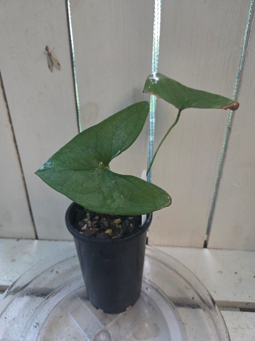Anthurium Berriozabalense hard to come by unique collectors plant NON TC