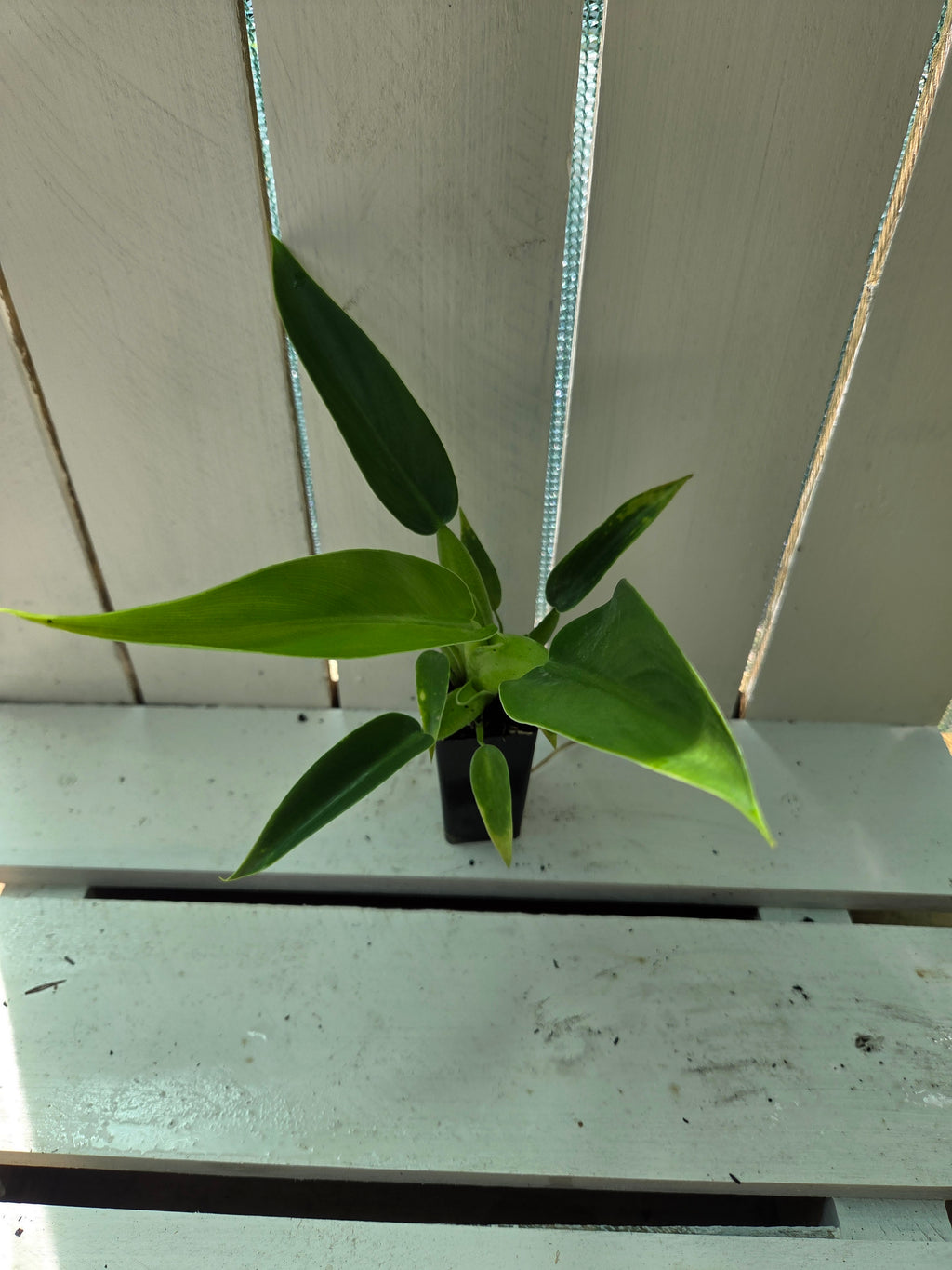 Philodendron martianum 'fat boy'