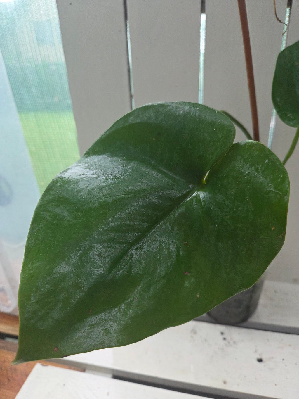 Amydrium Humile- Heart shaped creeping aroid