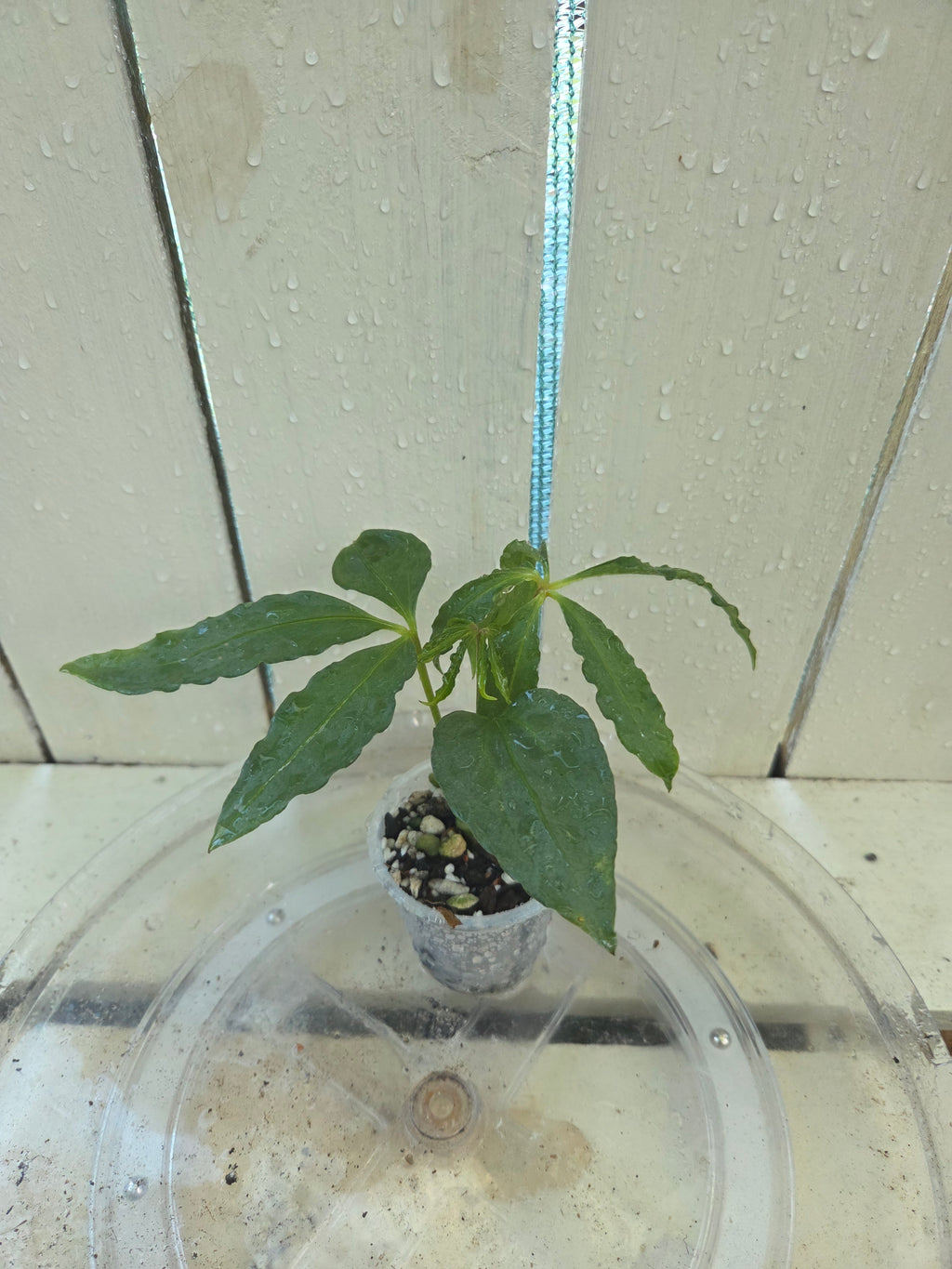 Anthurium Polyschistum unusual foliage Baby Botanics
