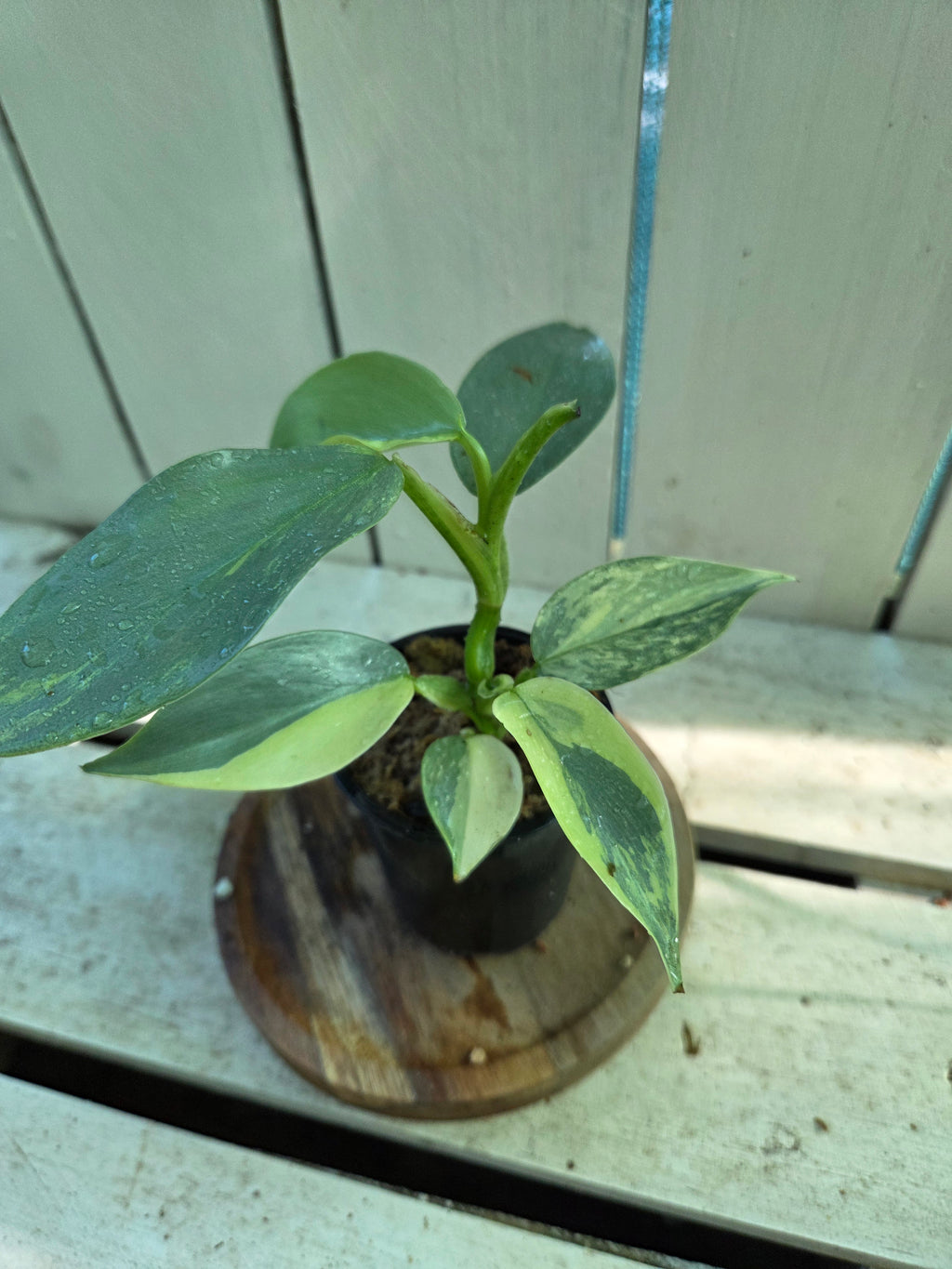 Variegated Philodendron Hastatum aka Silver Sword half moon rare indoor plant