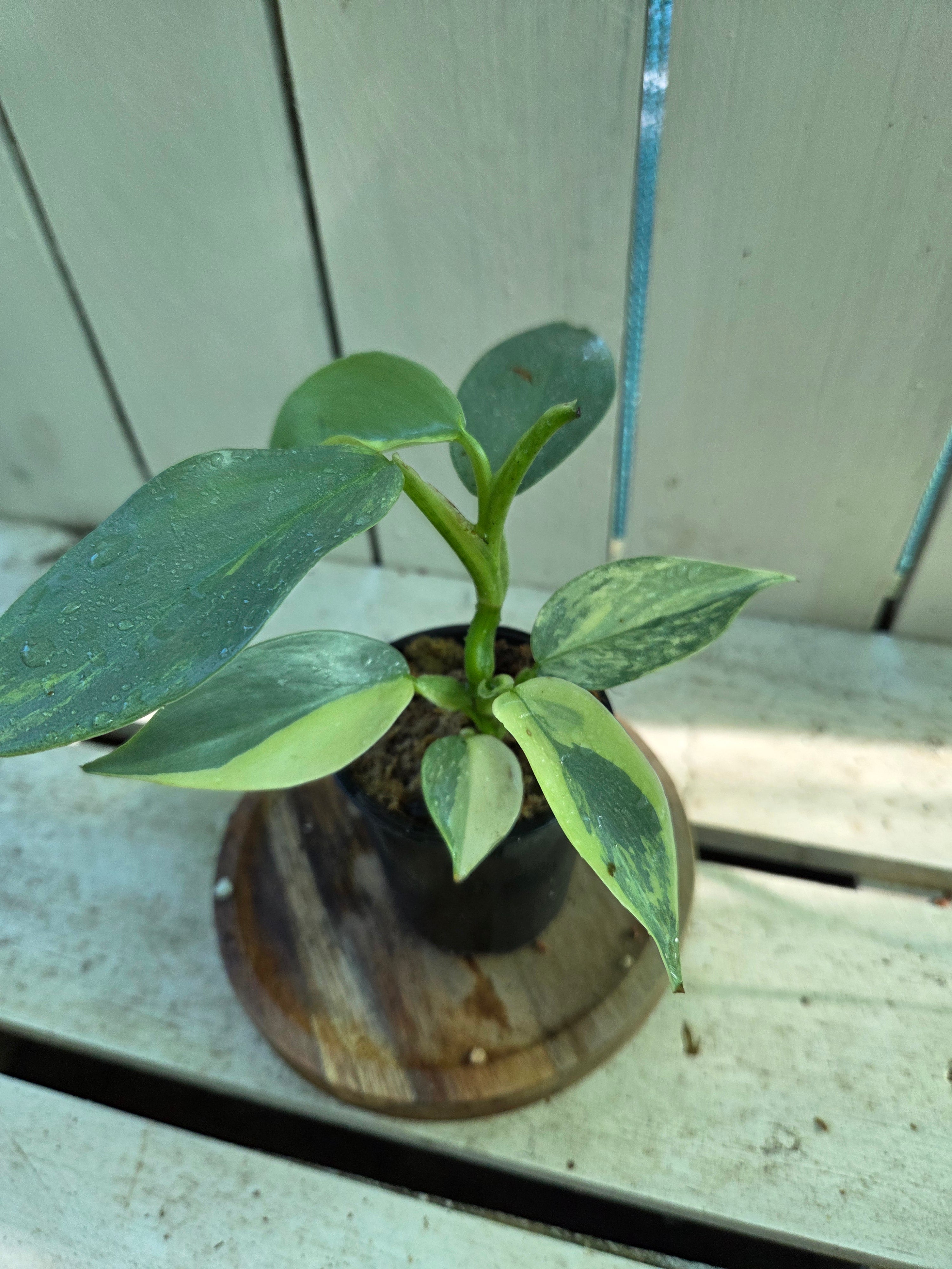 Variegated Philodendron Hastatum aka Silver Sword half moon rare indoor plant