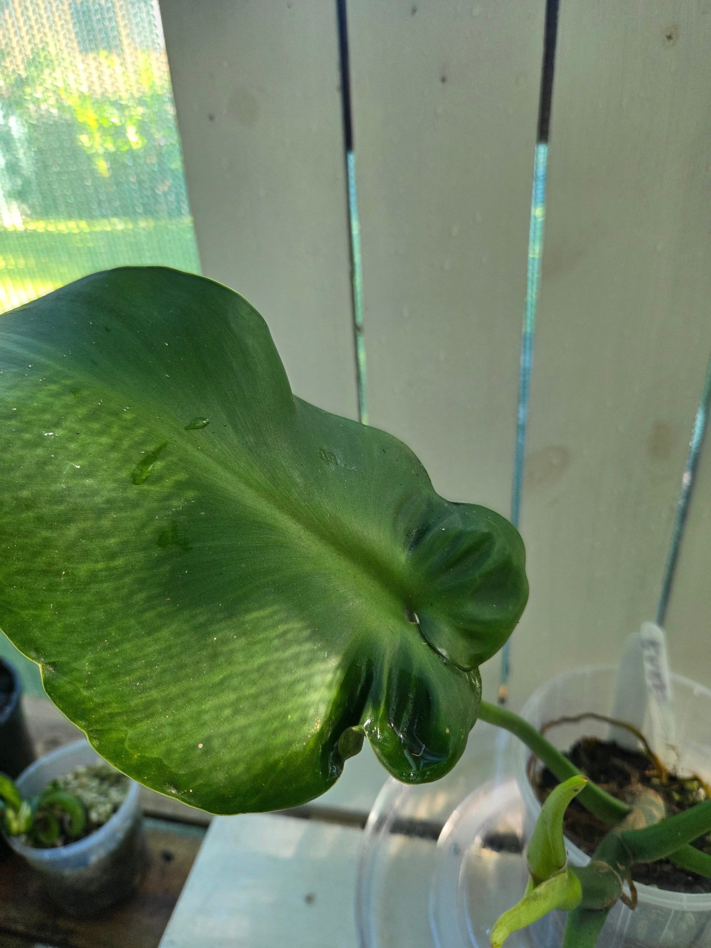 Philodendron Rugosum aberrant form aka Sow Ears