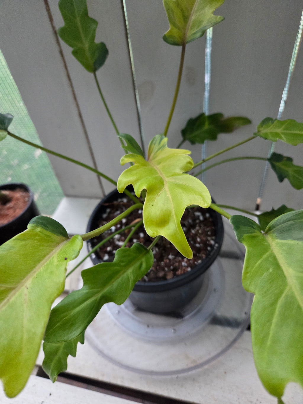 Philodendron Xanadu Variegata RARE PLANT ALERT