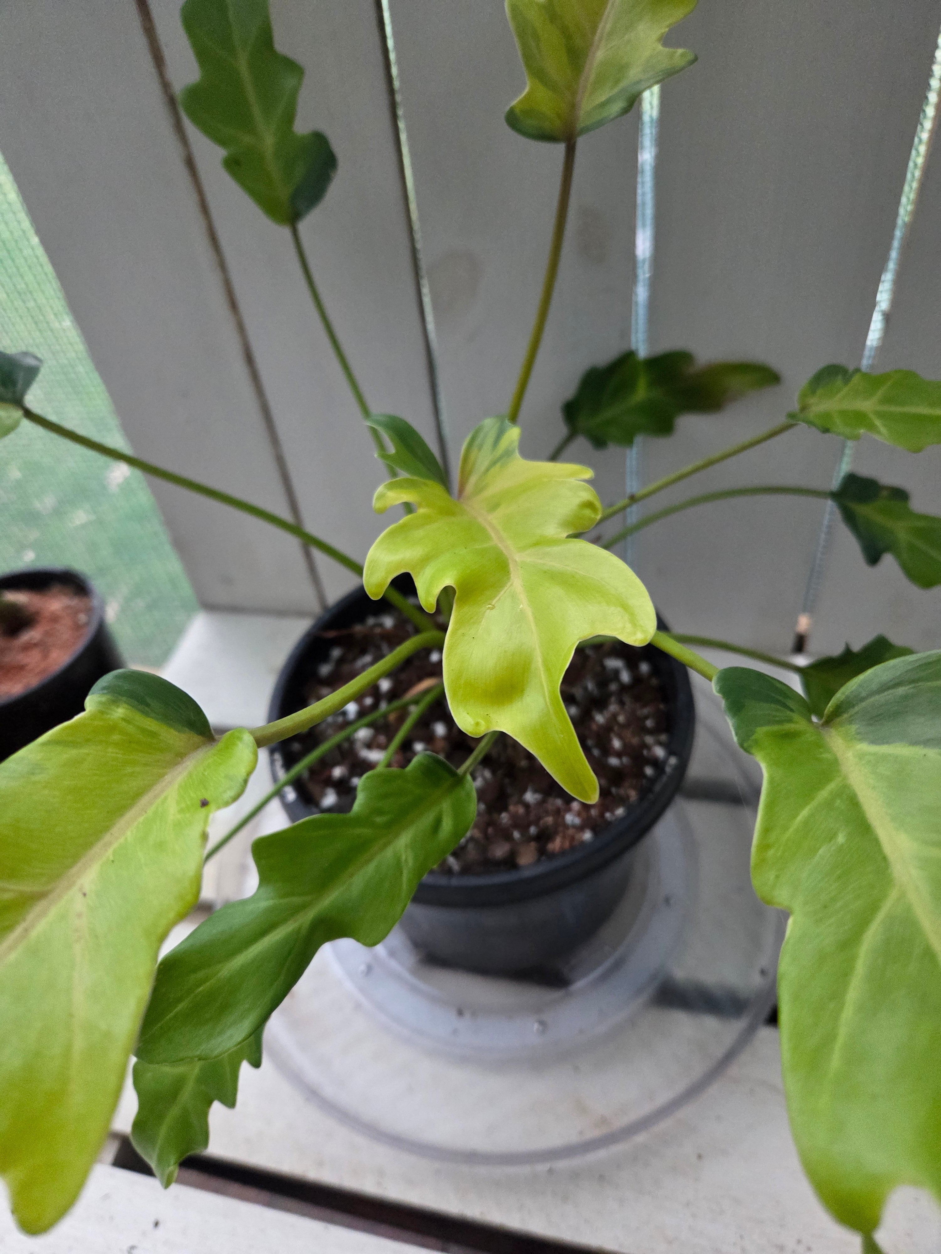 Philodendron Xanadu Variegata RARE PLANT ALERT