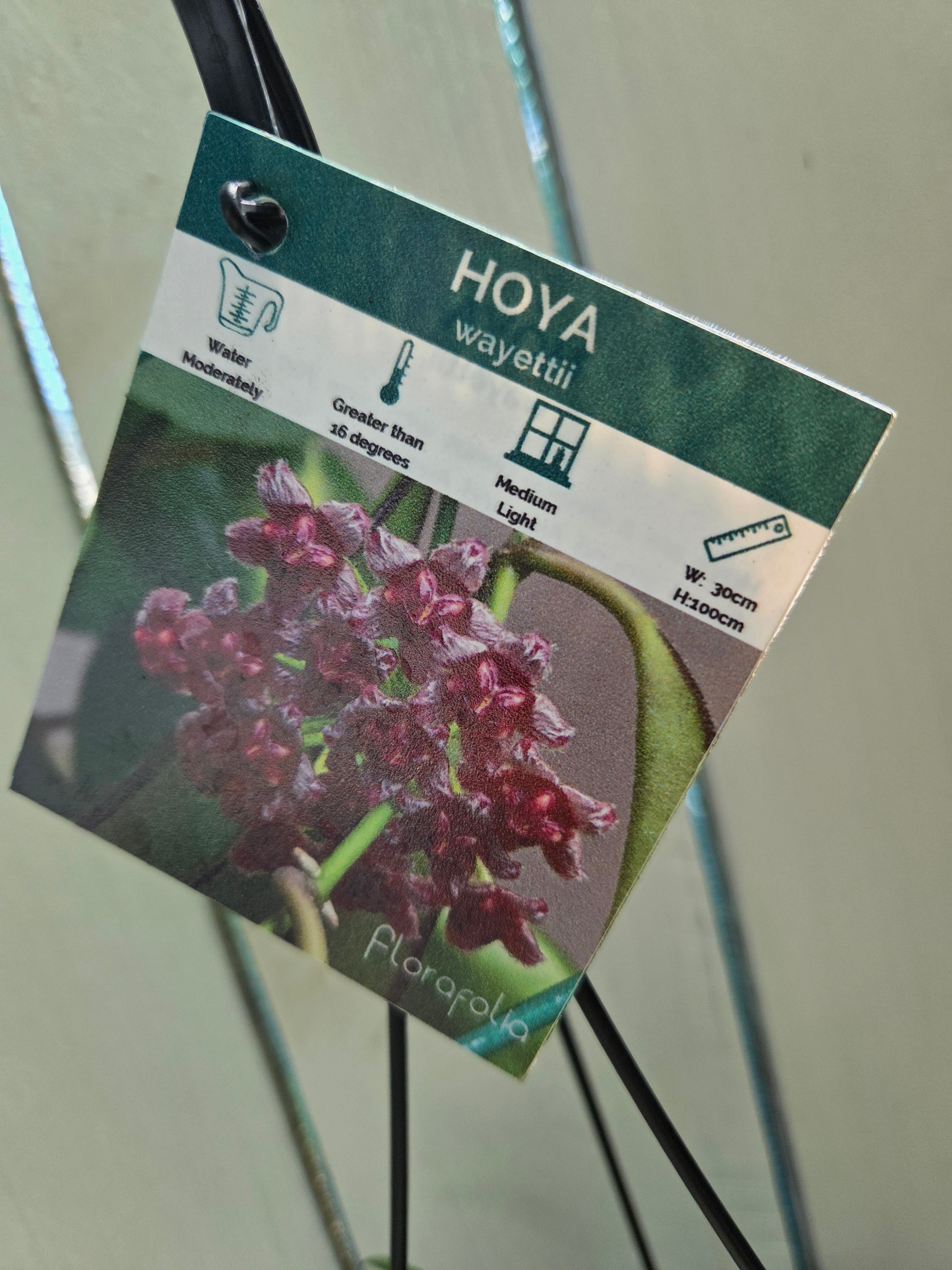Hoya Wayettii Dark Edge