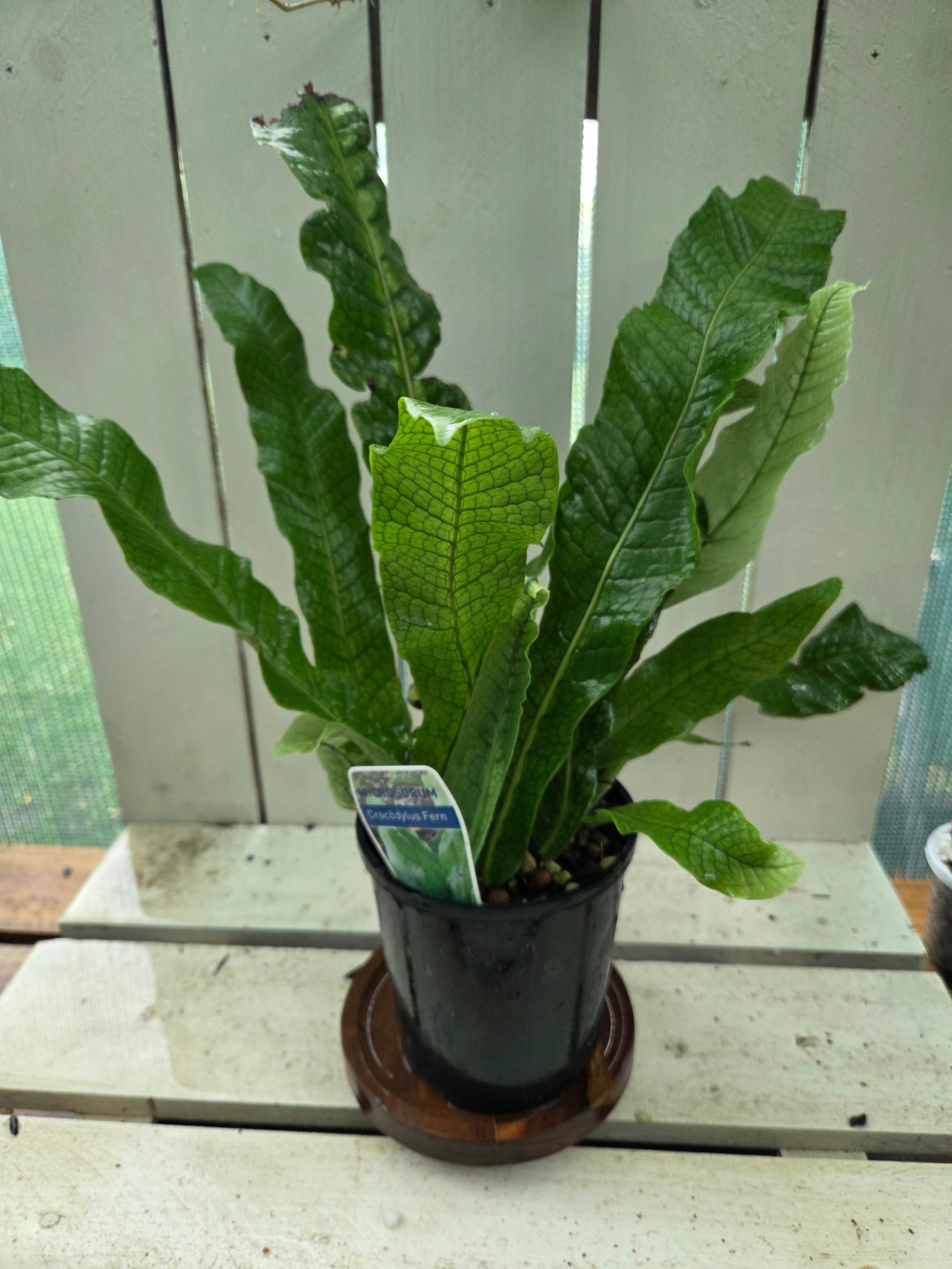 Microsorum musifolium aka The Crocodile Fern