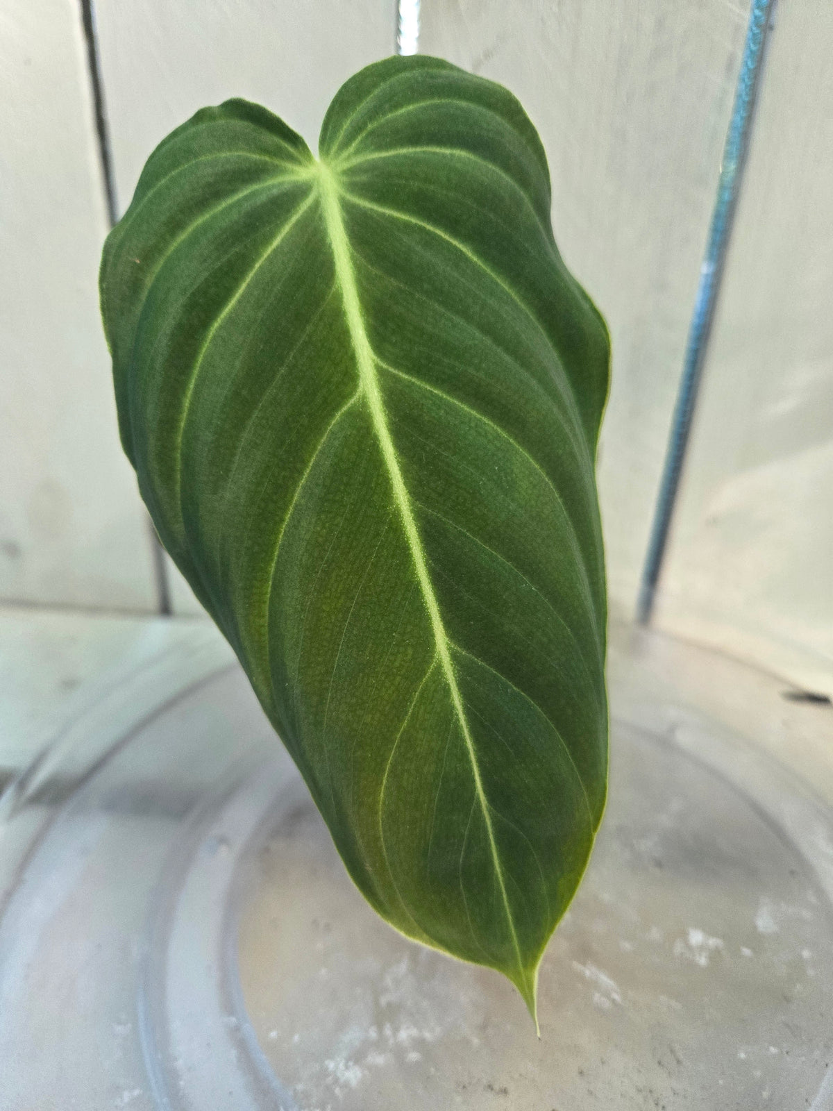 Philodendron Melanochrysum