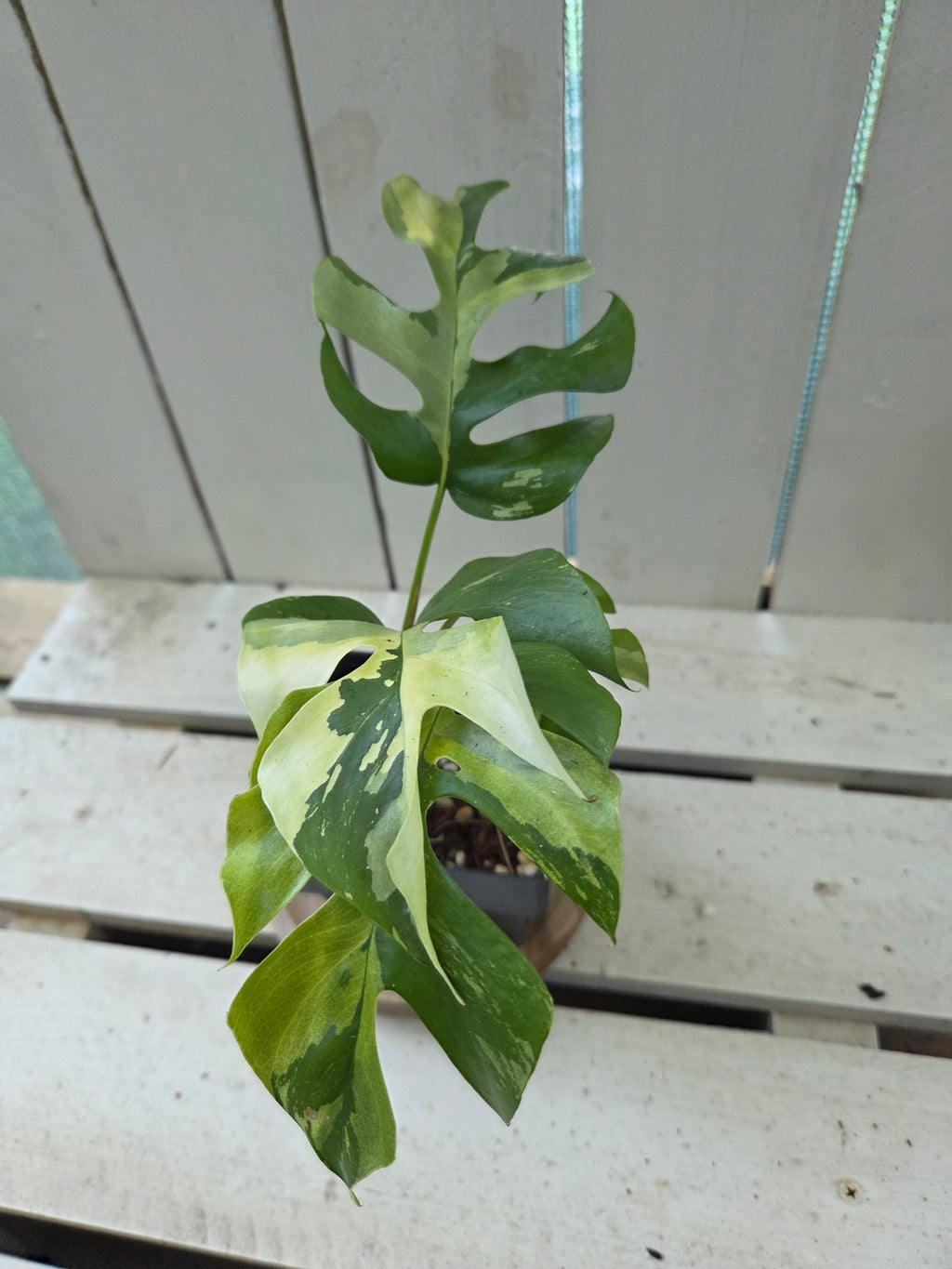 Rhaphidophora Tetrasperma Variegata aka Variegated mini Monstera rare indoor plant