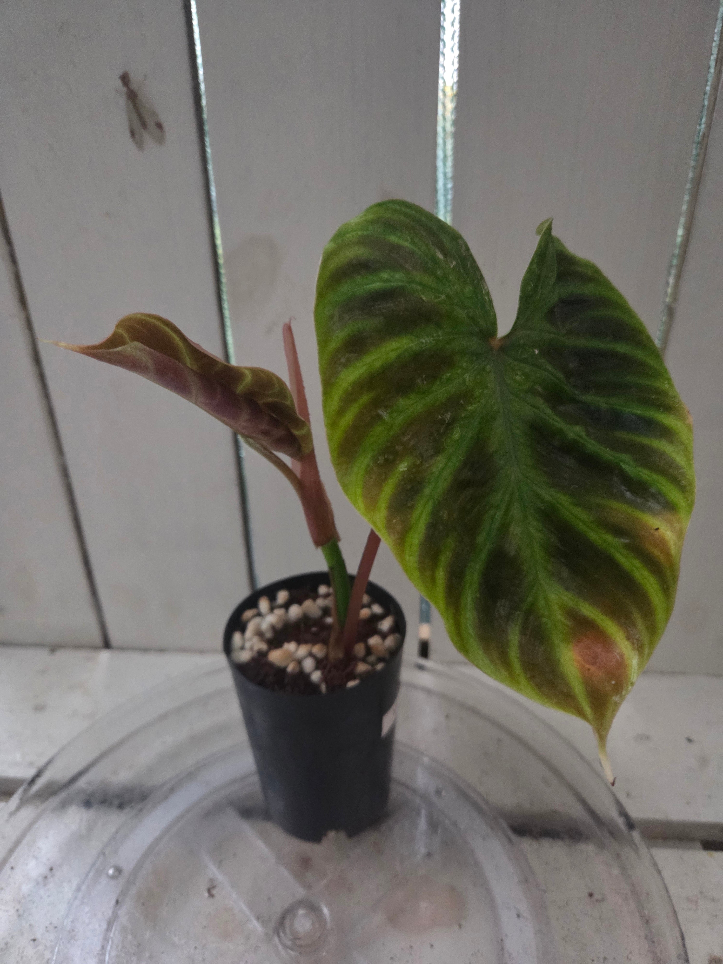 Philodendron Verracosum velvety leaf climbing aroid