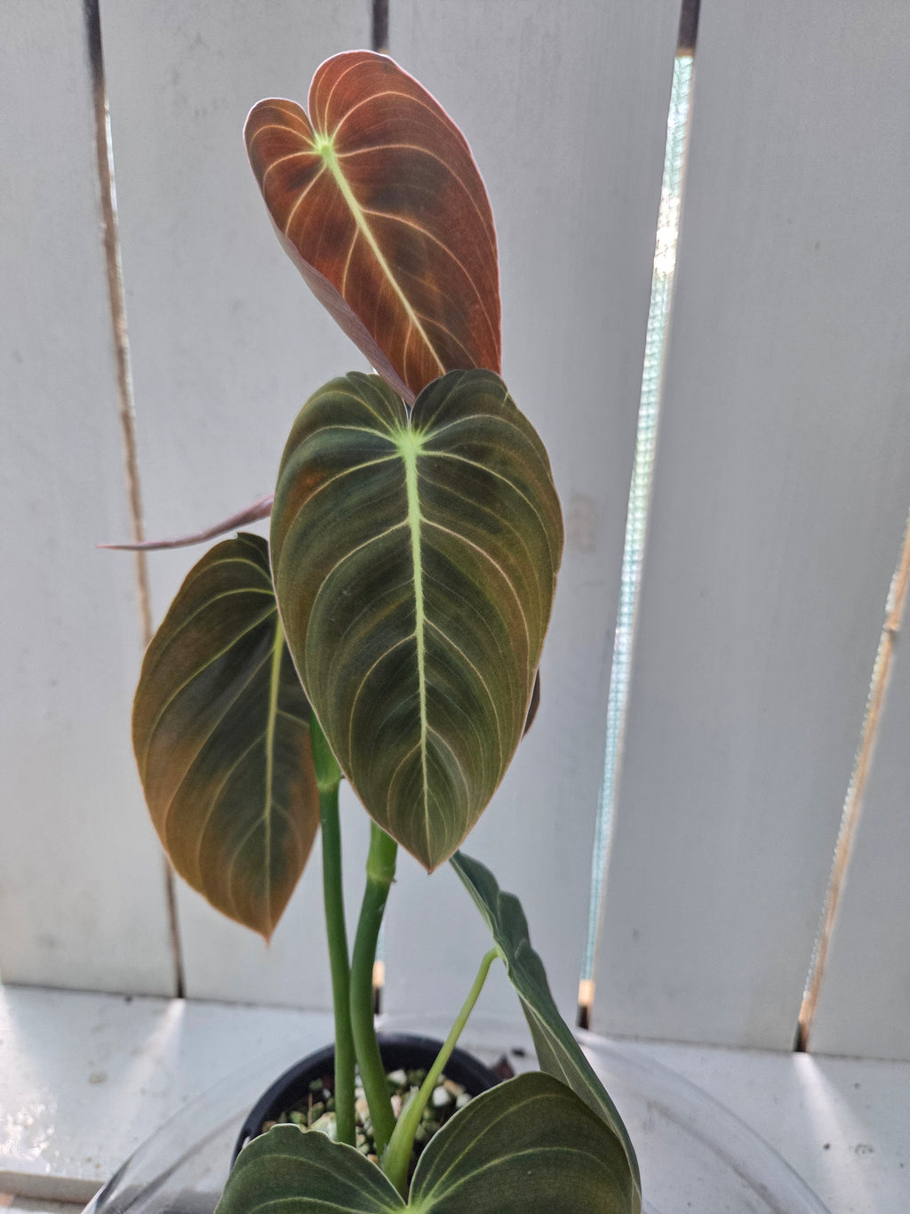 Philodendron Melanochrysum